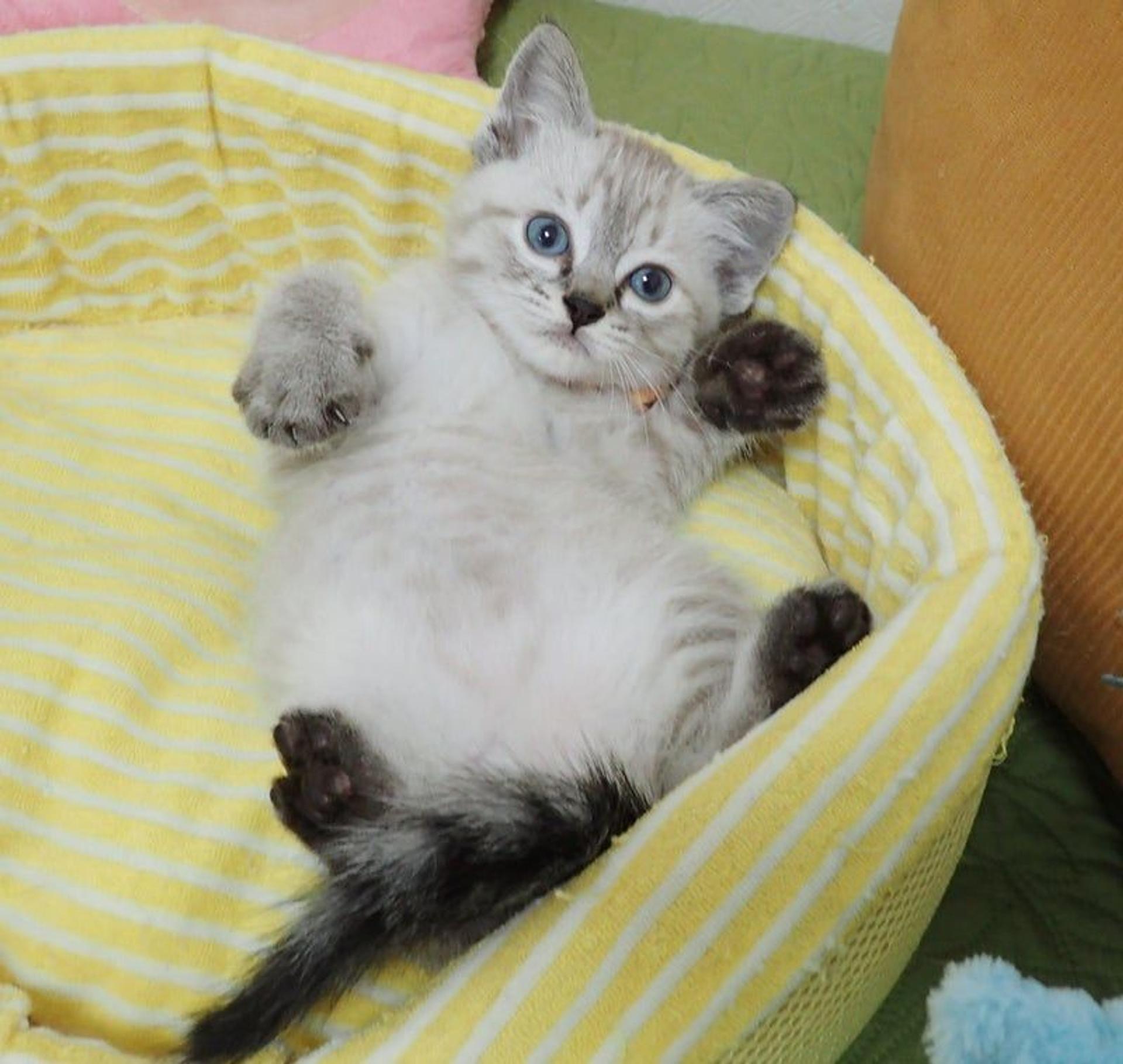 pet-image-3