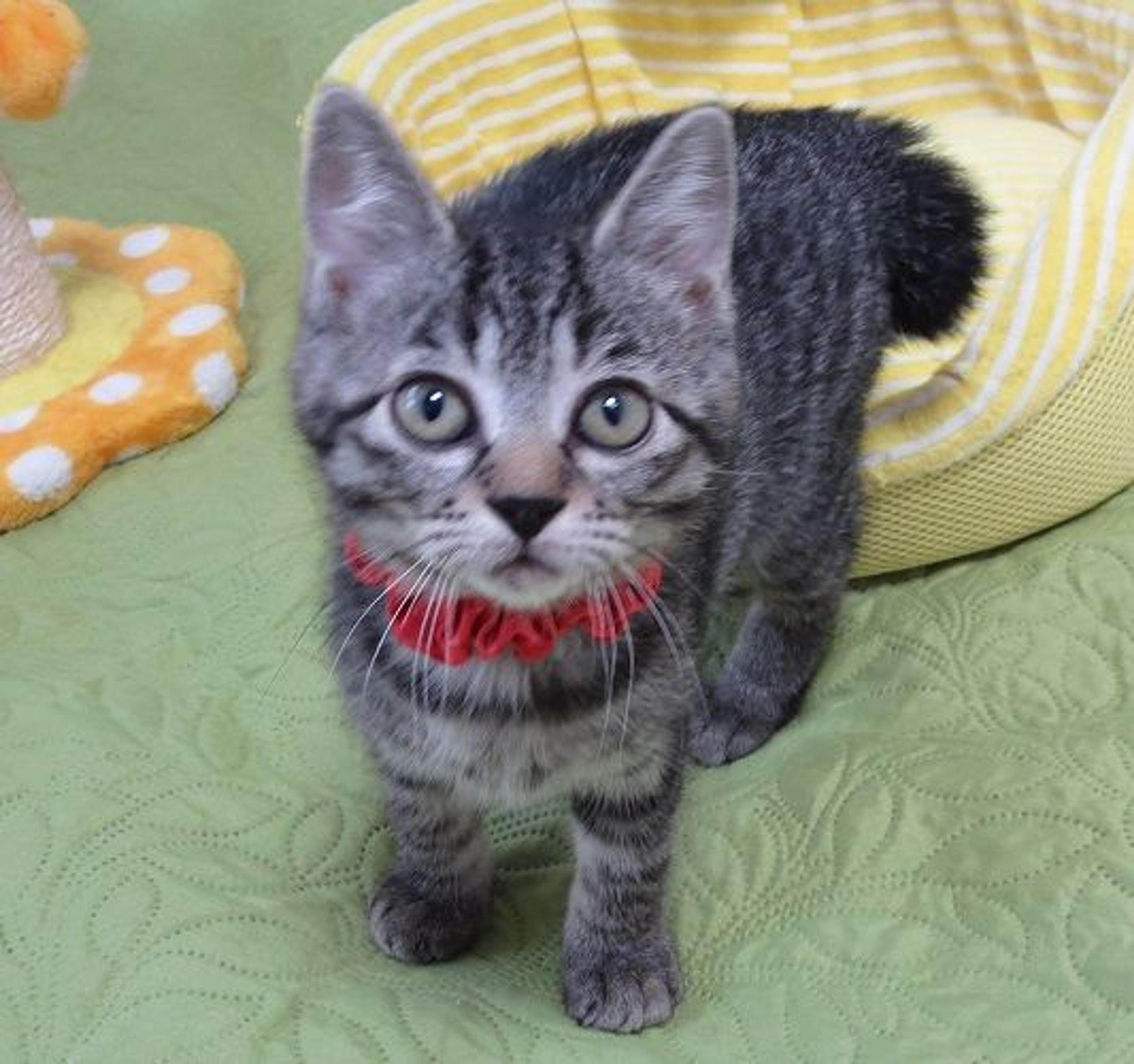 pet-image-3