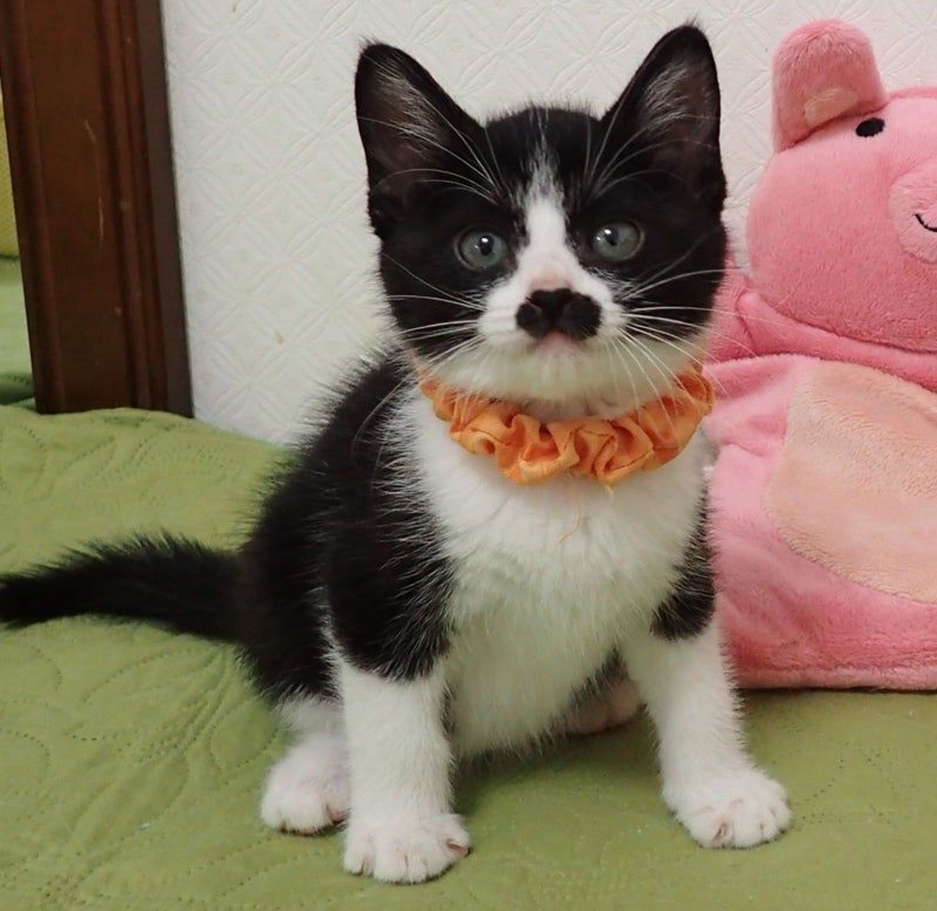 雑種（ミックス猫）・オスの里親募集の写真