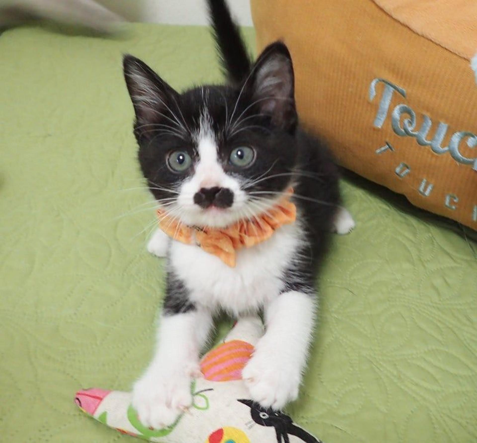 pet-image-3