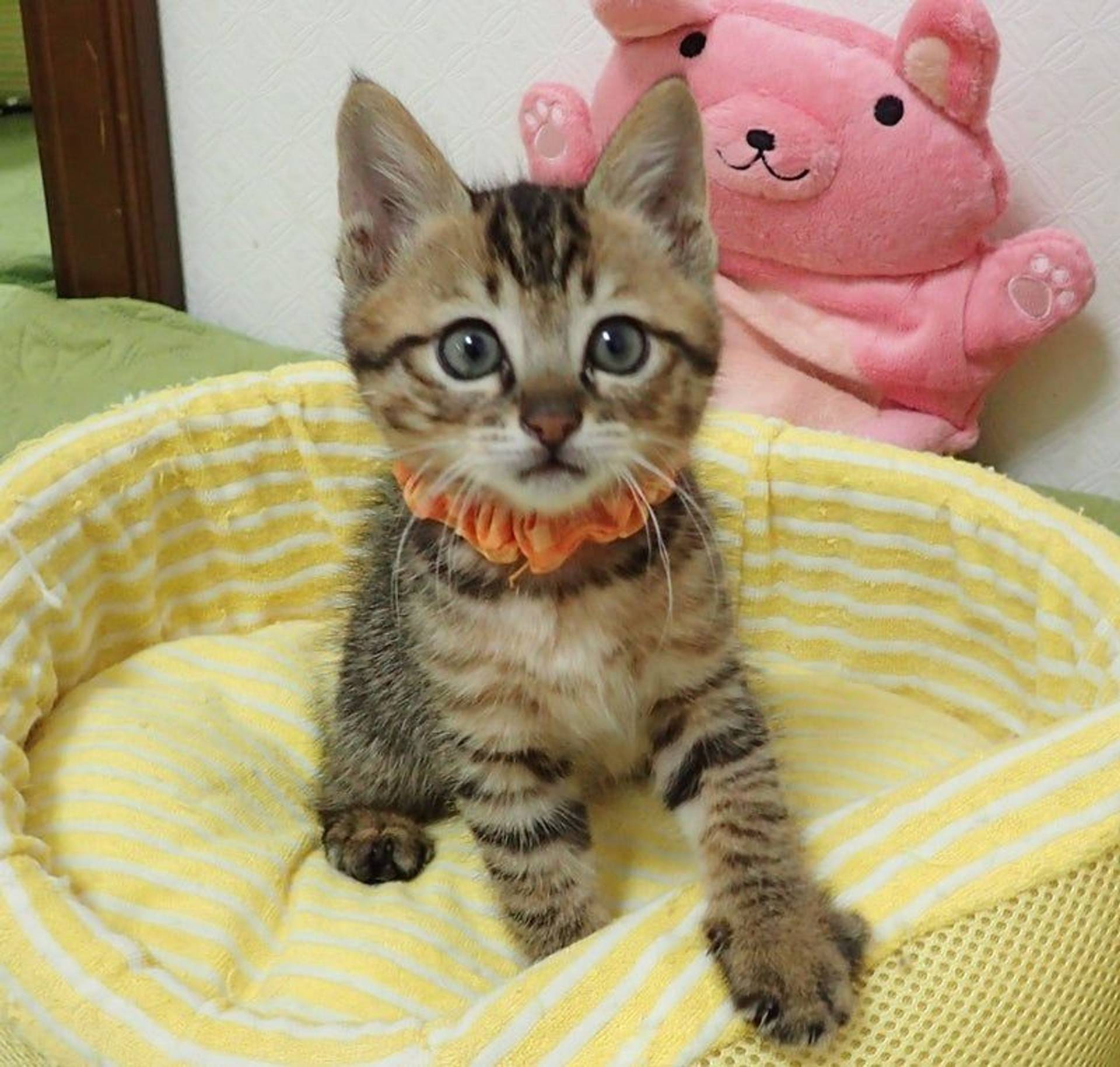 雑種（ミックス猫）・オスの里親募集の写真