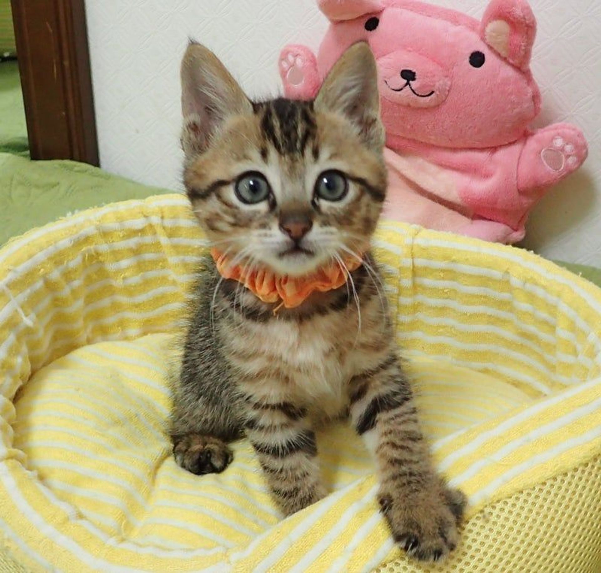 雑種（ミックス猫）・オスの里親募集の写真