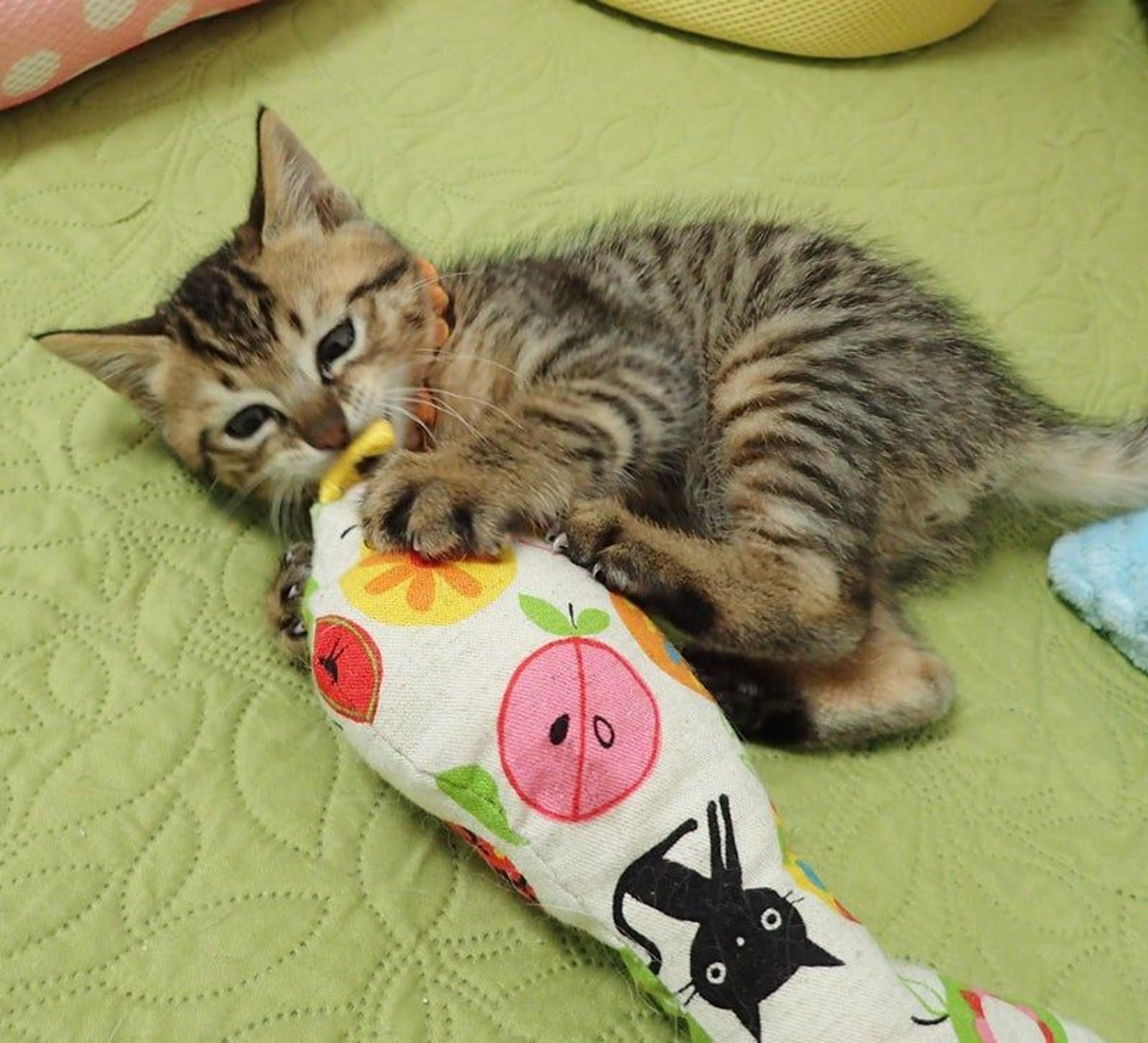 pet-image-2