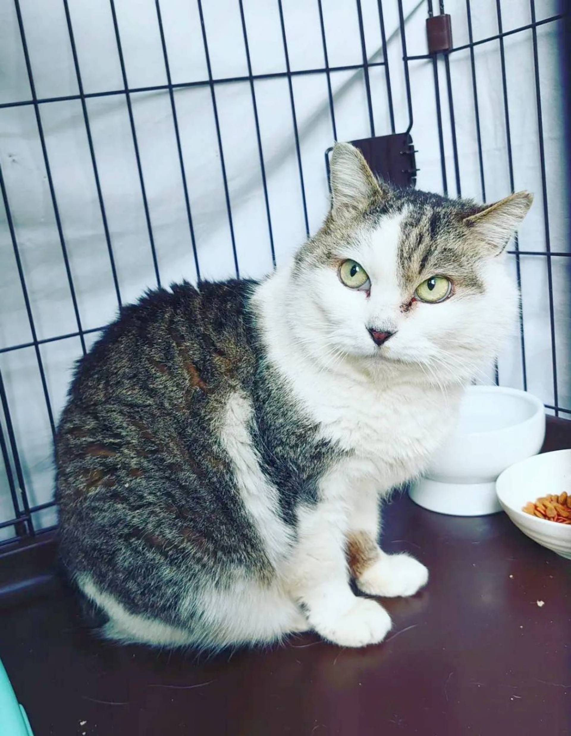 雑種（ミックス猫）・メスの里親募集の写真