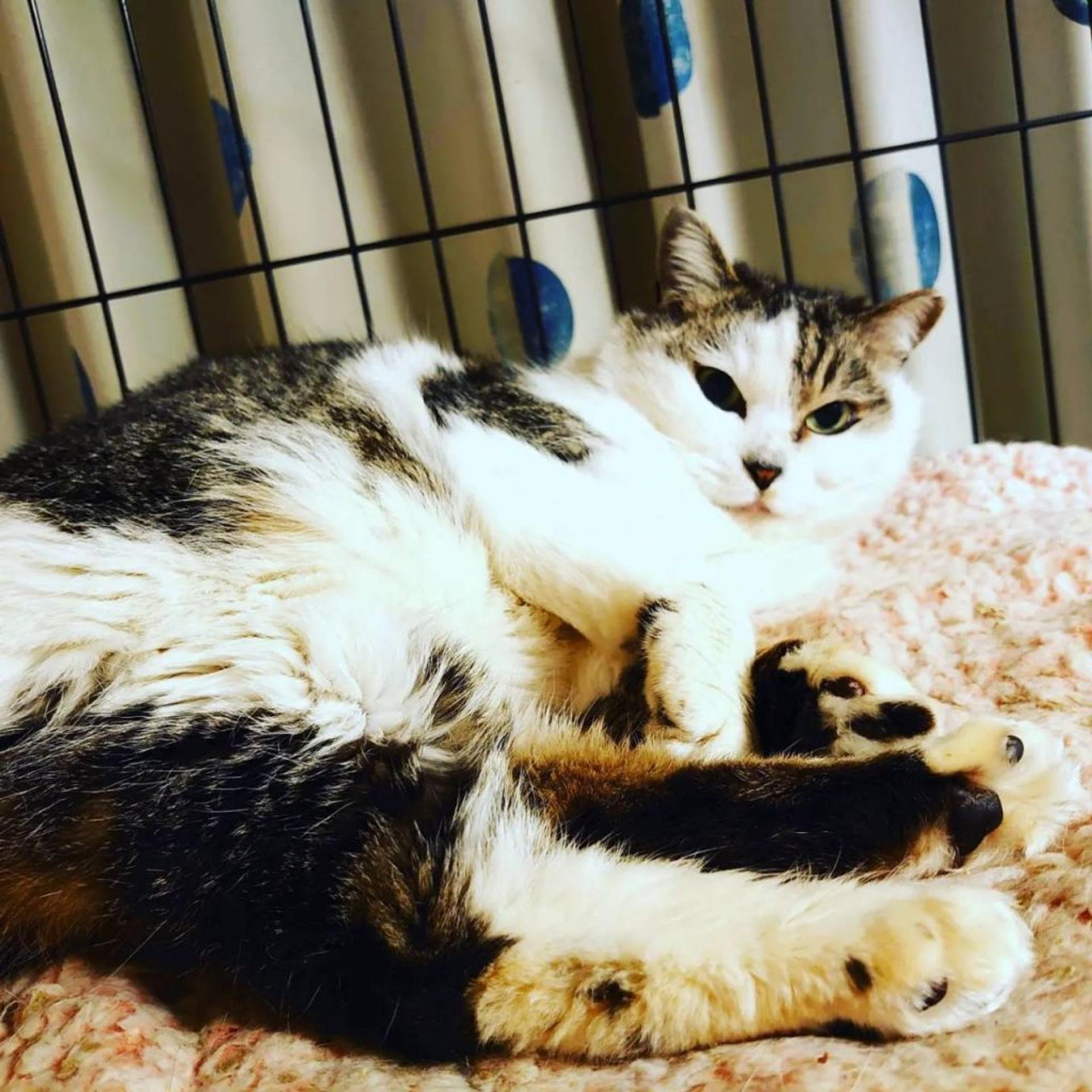 pet-image-2