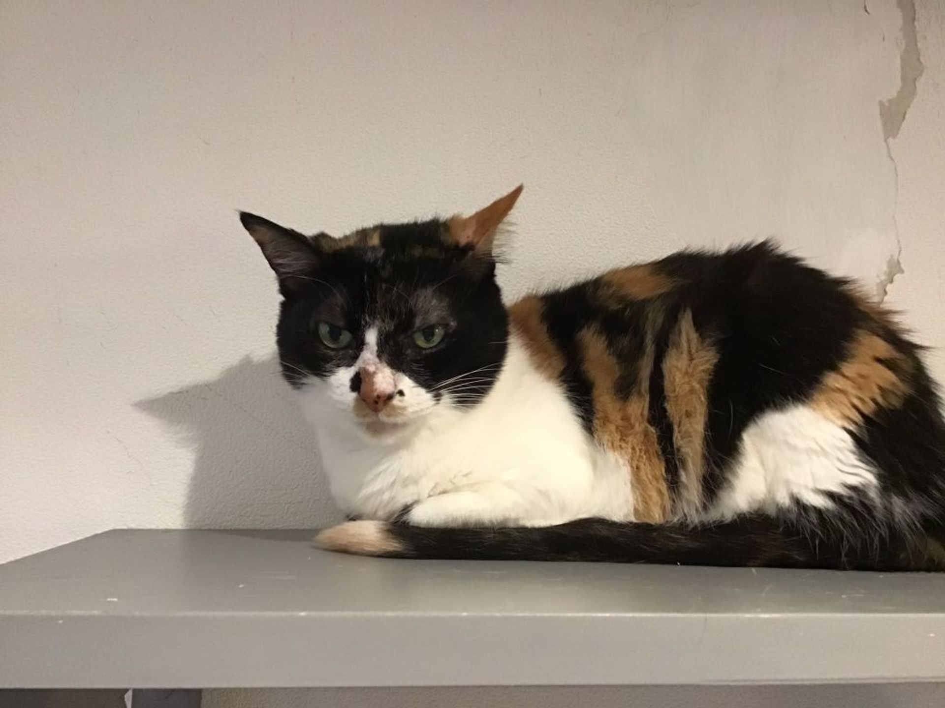 雑種（ミックス猫）・メスの里親募集の写真