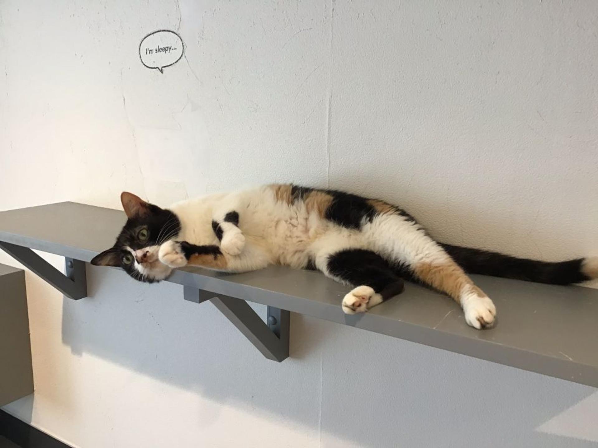 pet-image-2