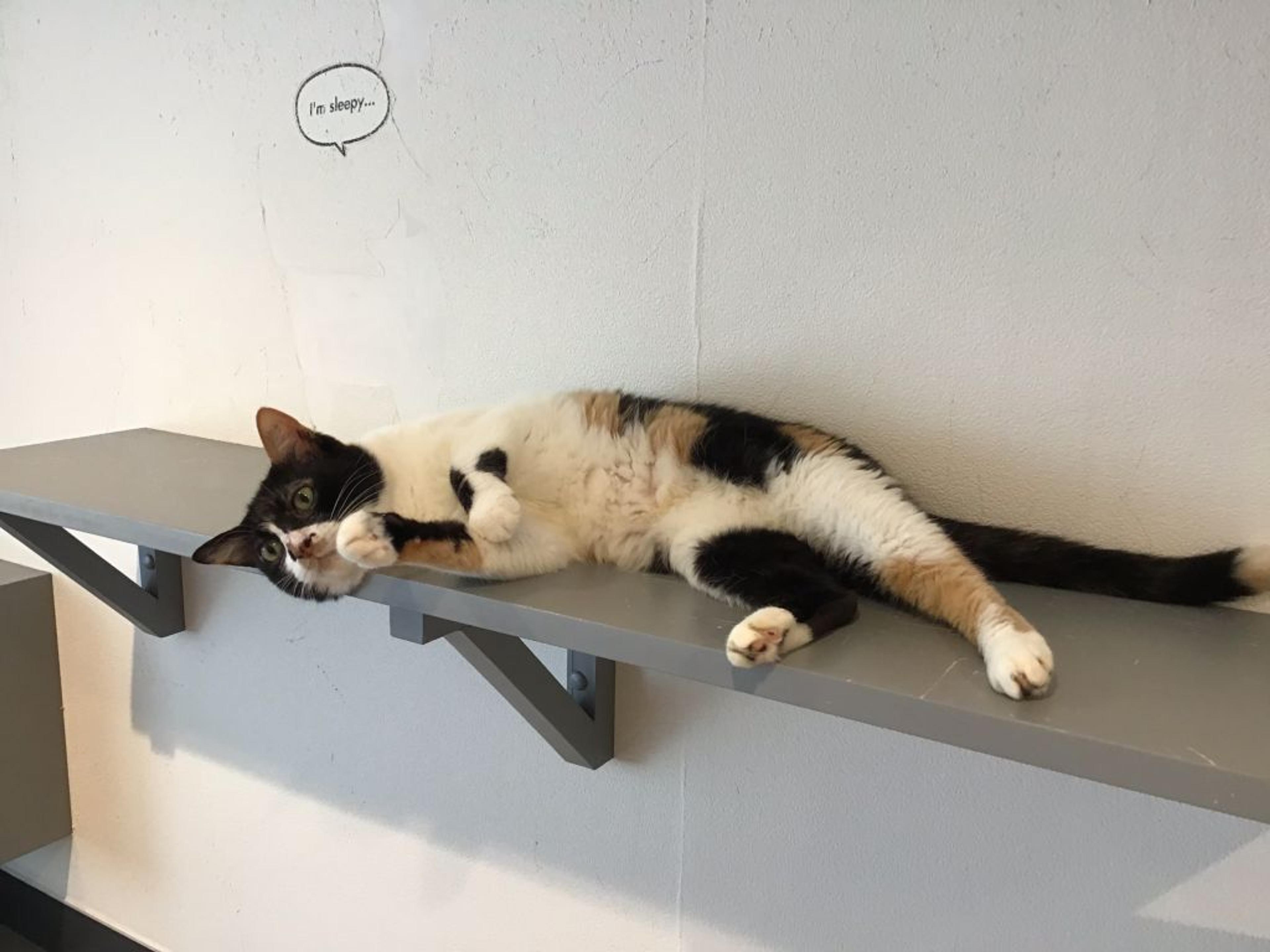 pet-image-2