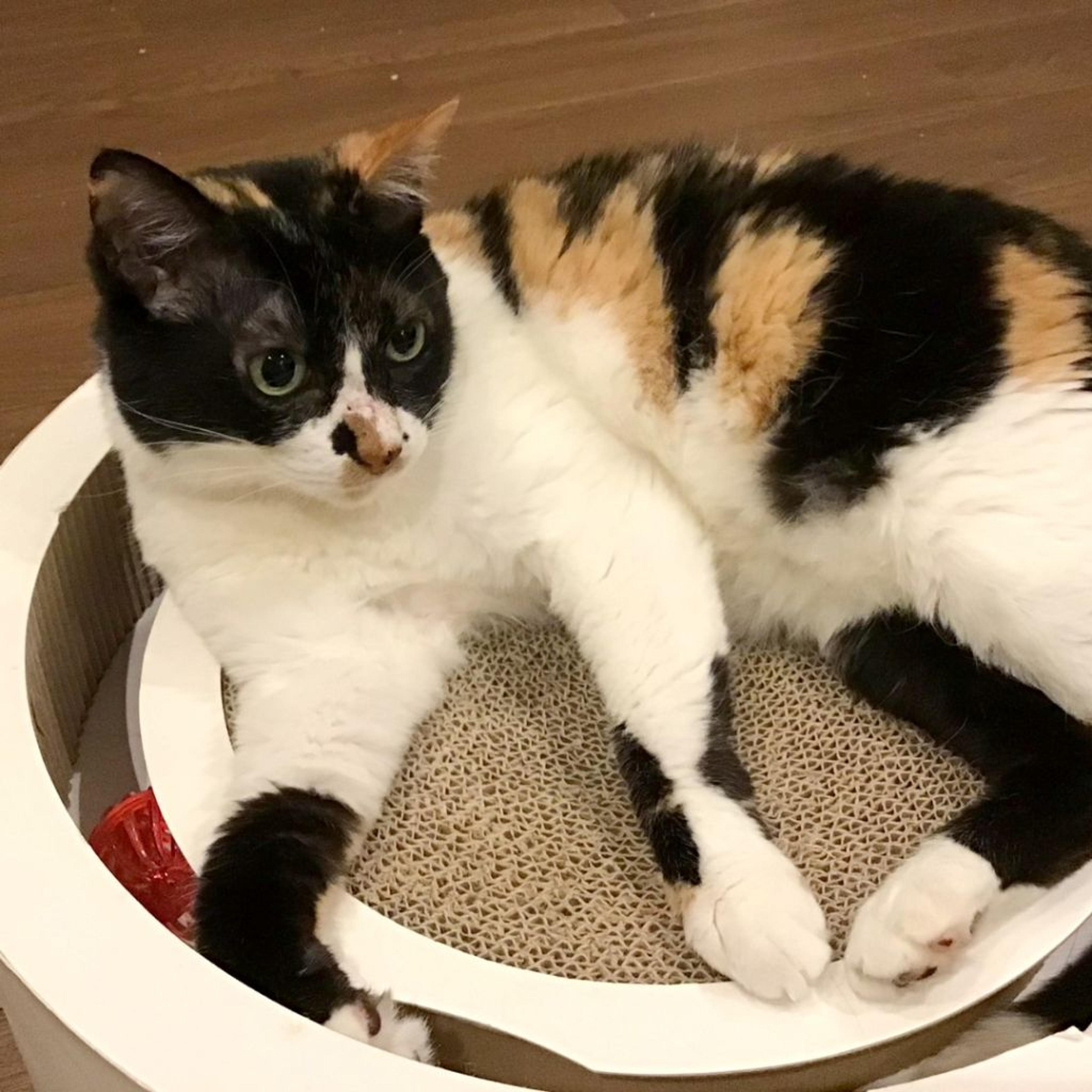 pet-image-3