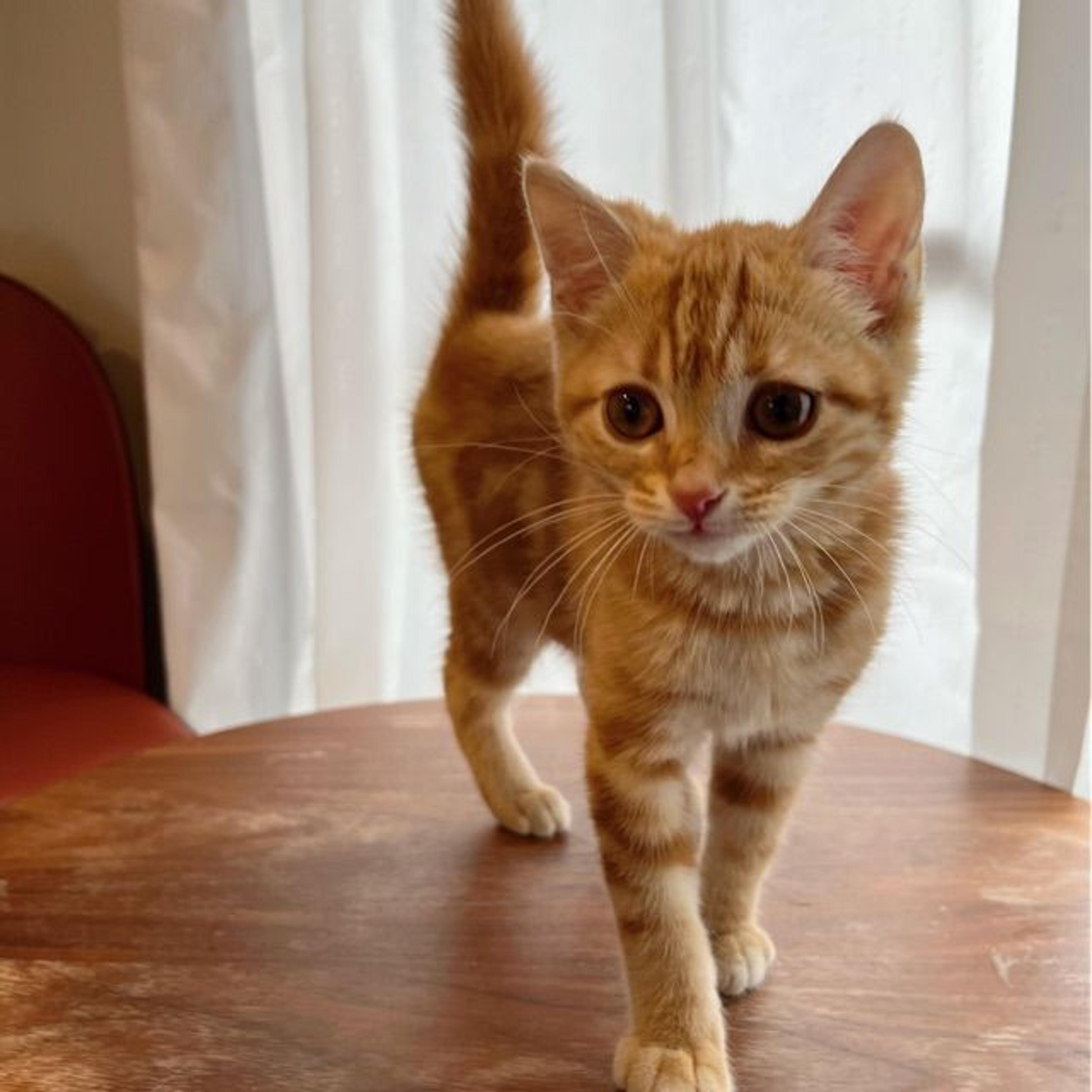 pet-image-3