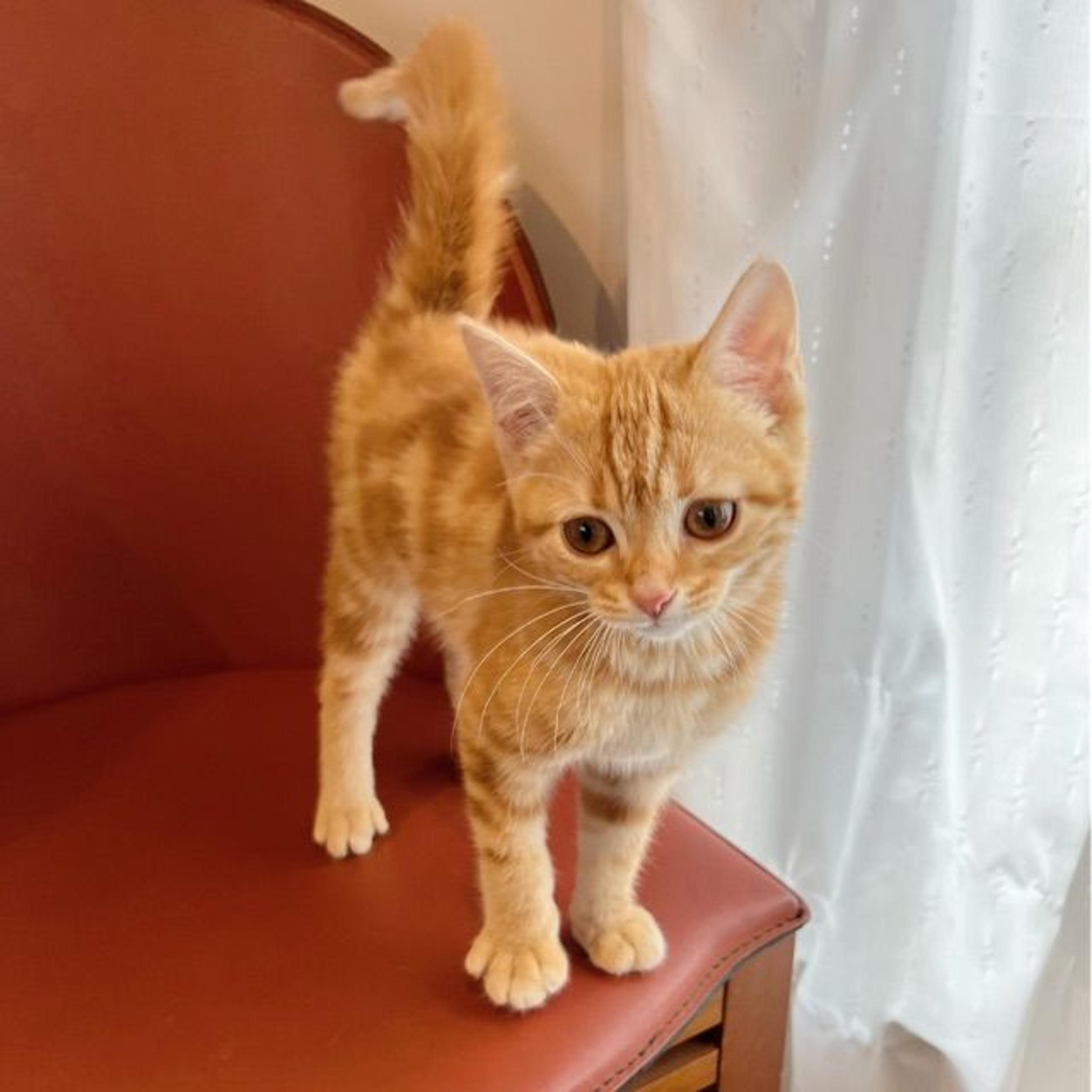 pet-image-5