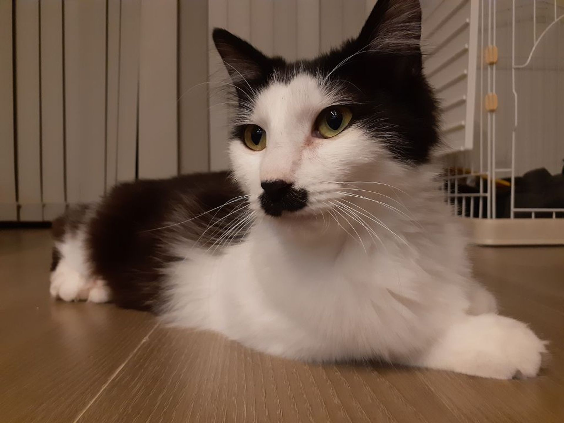 雑種（ミックス猫）・オスの里親募集の写真