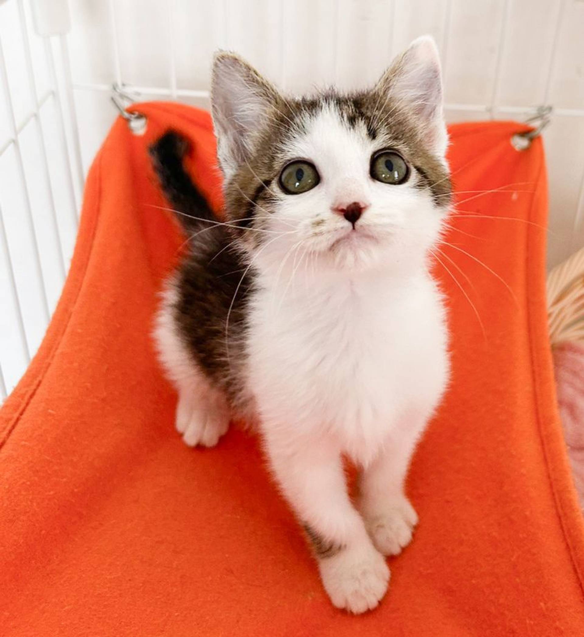 雑種（ミックス猫）・メスの里親募集の写真