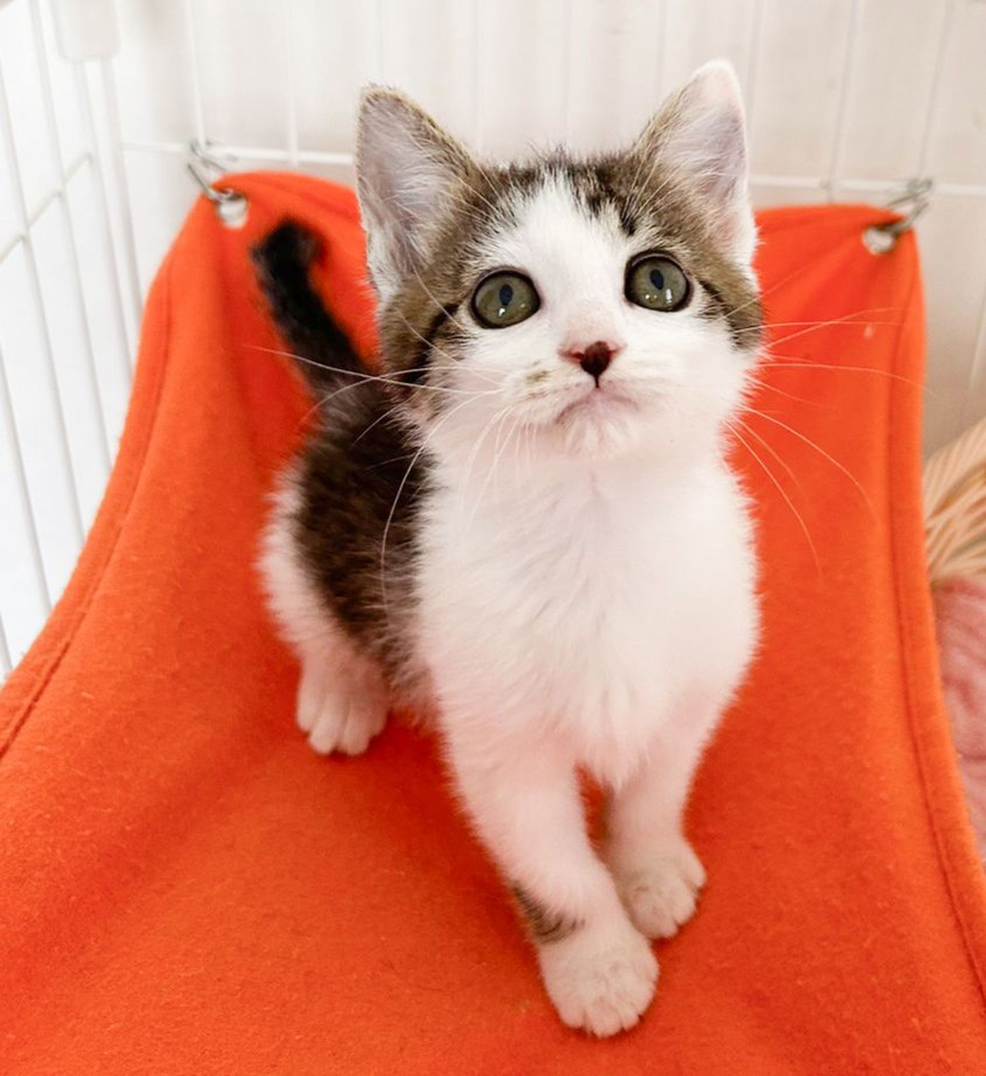 雑種（ミックス猫）・メスの里親募集の写真
