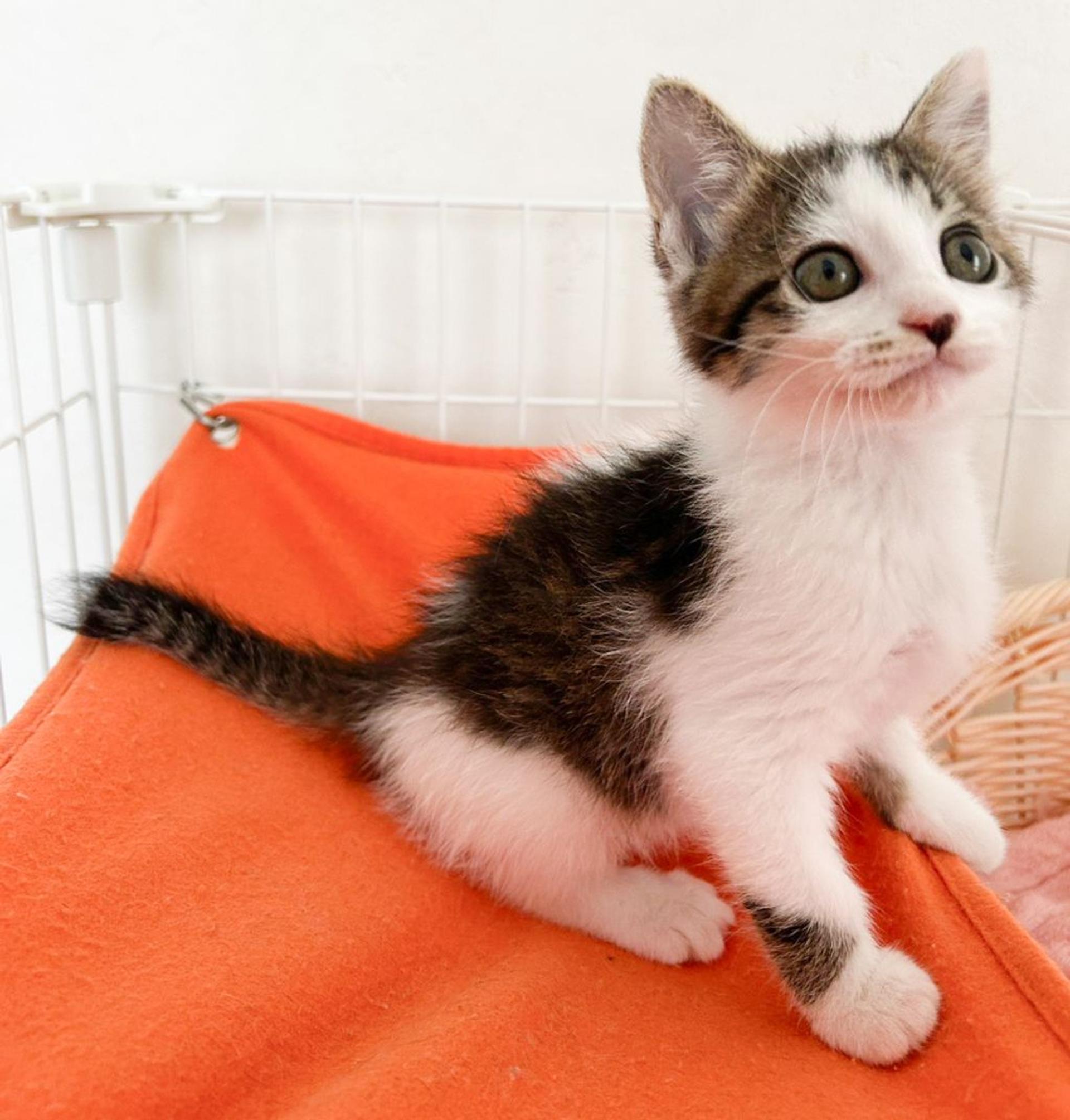 pet-image-2