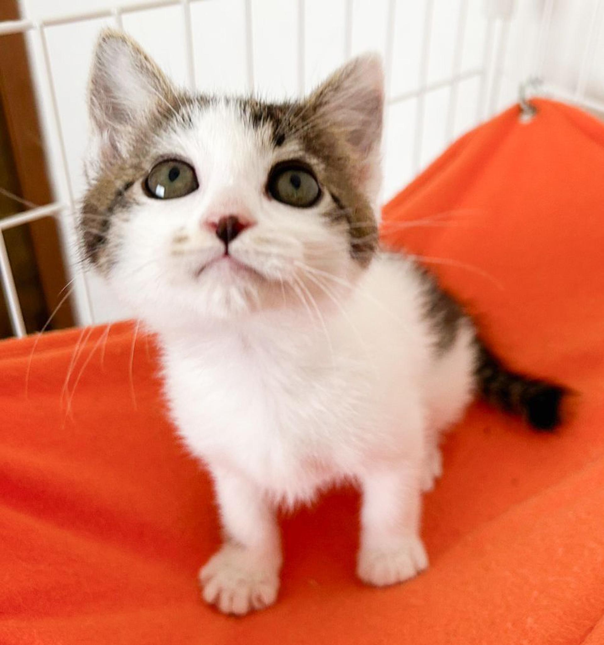 pet-image-4