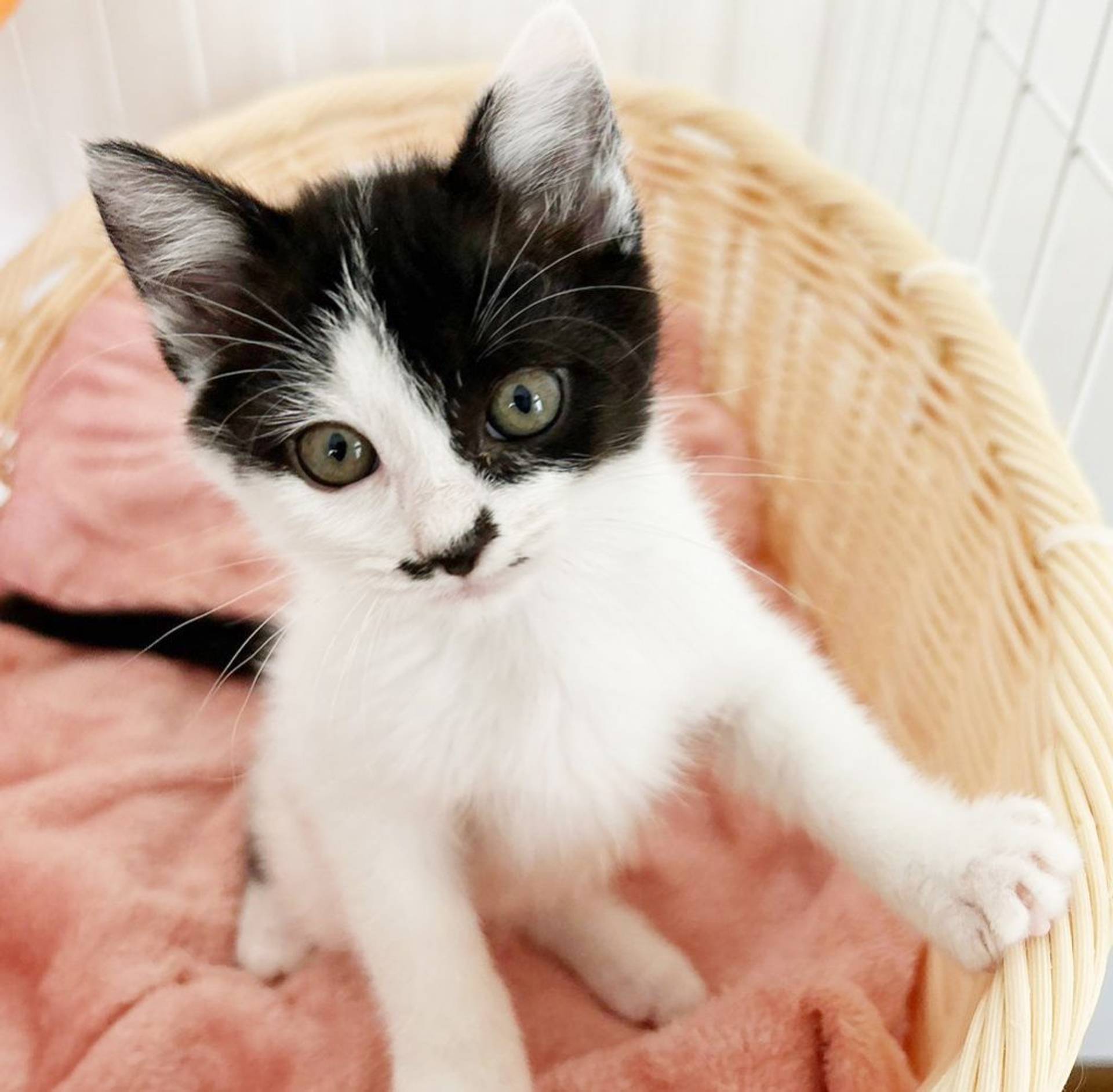 雑種（ミックス猫）・メスの里親募集の写真