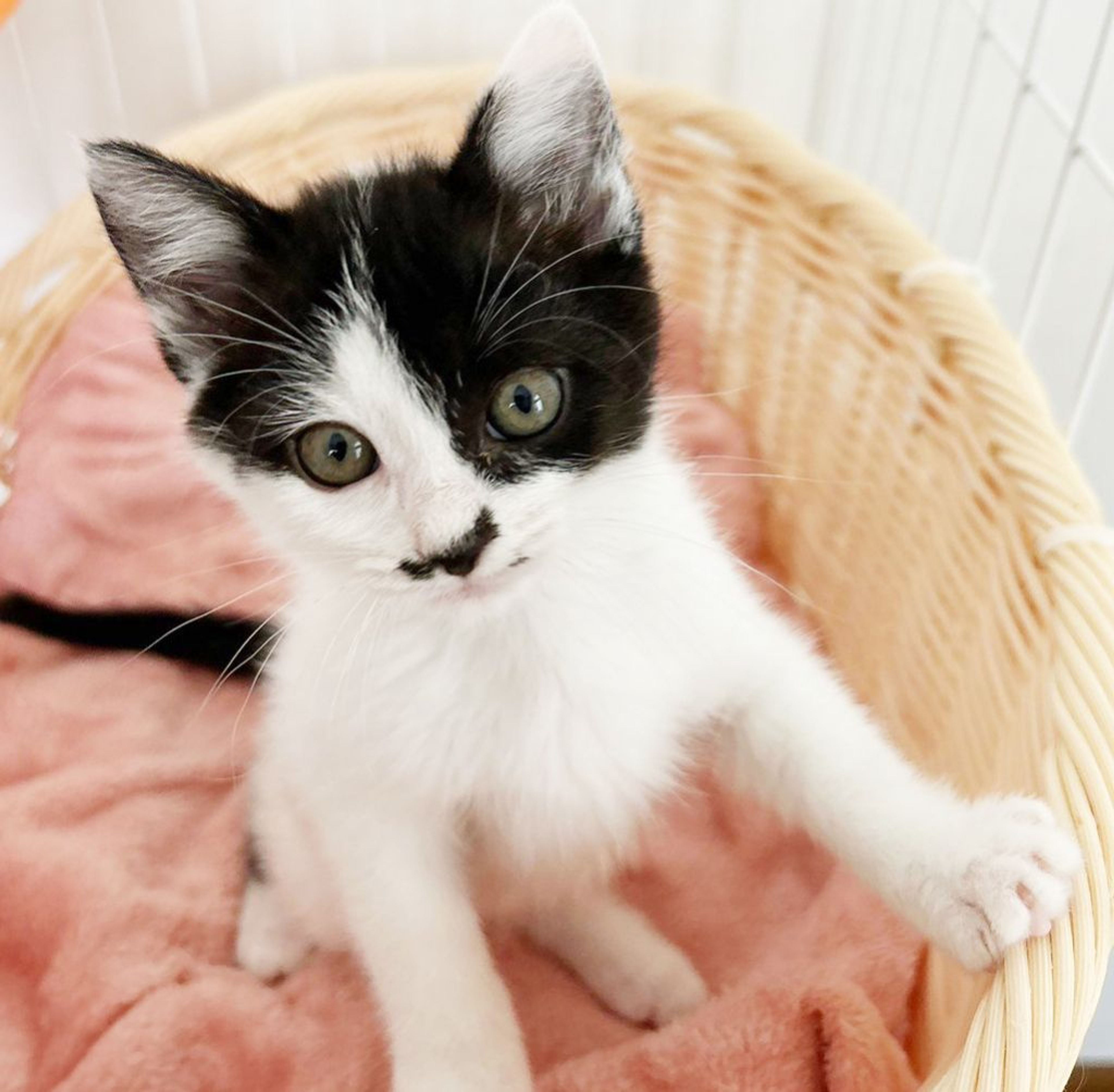 雑種（ミックス猫）・メスの里親募集の写真