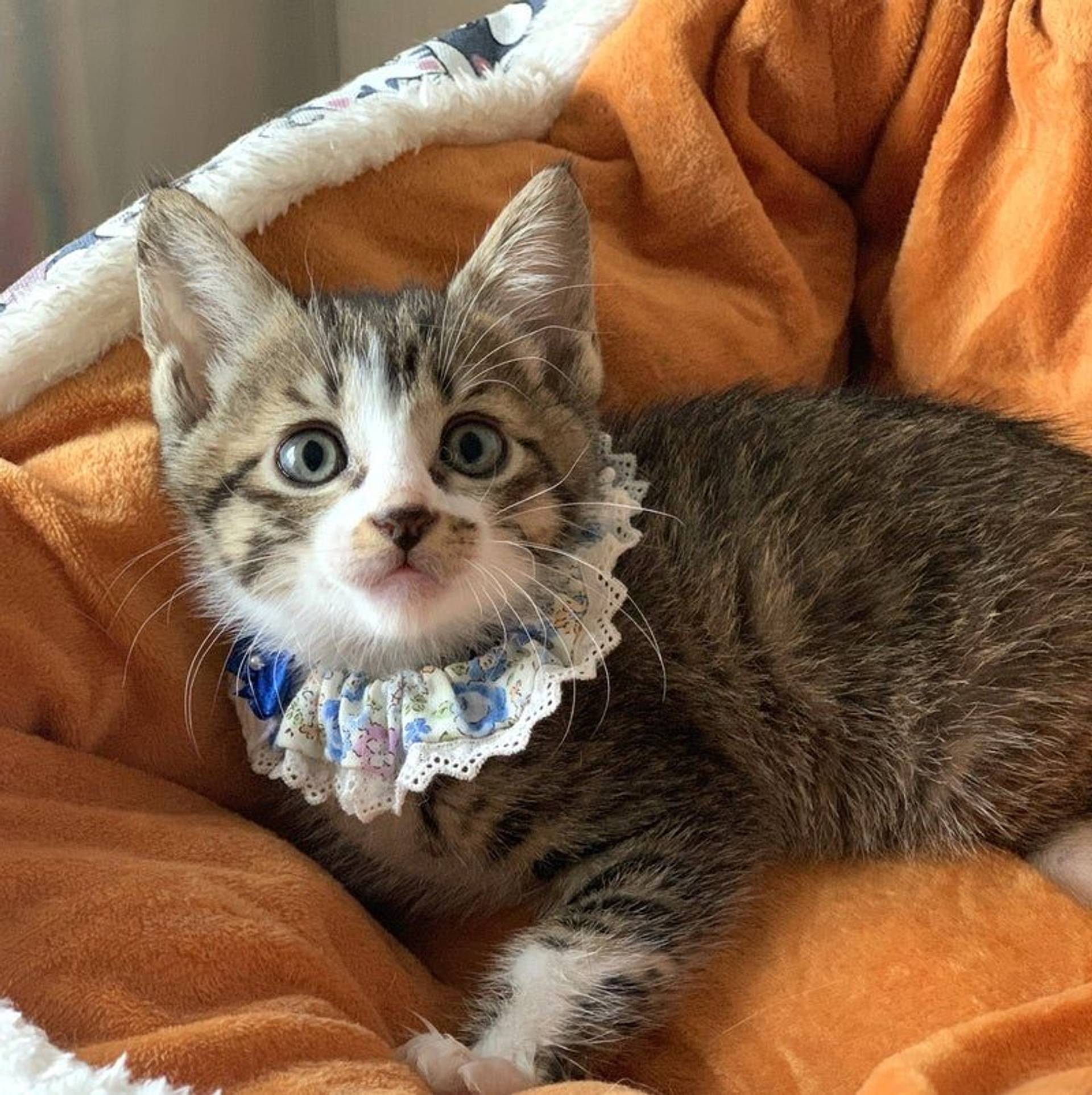 雑種（ミックス猫）・オスの里親募集の写真