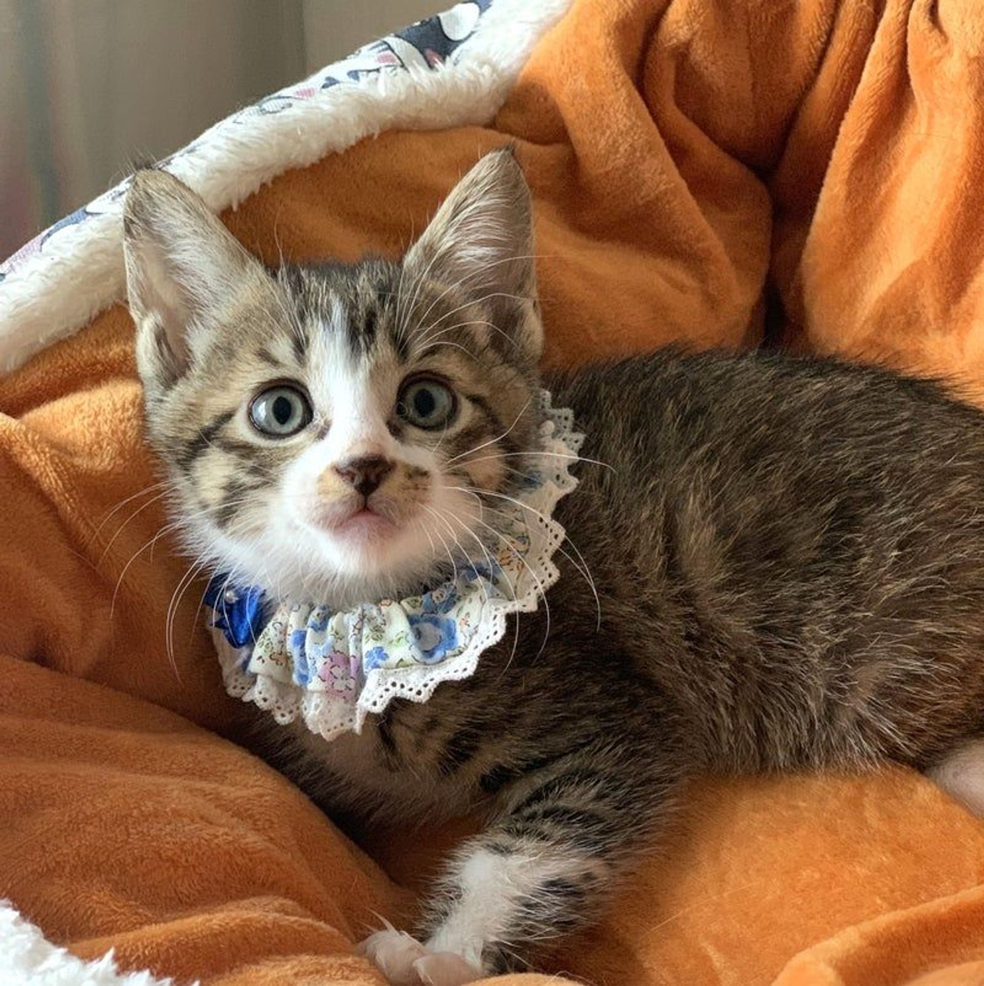 雑種（ミックス猫）・オスの里親募集の写真