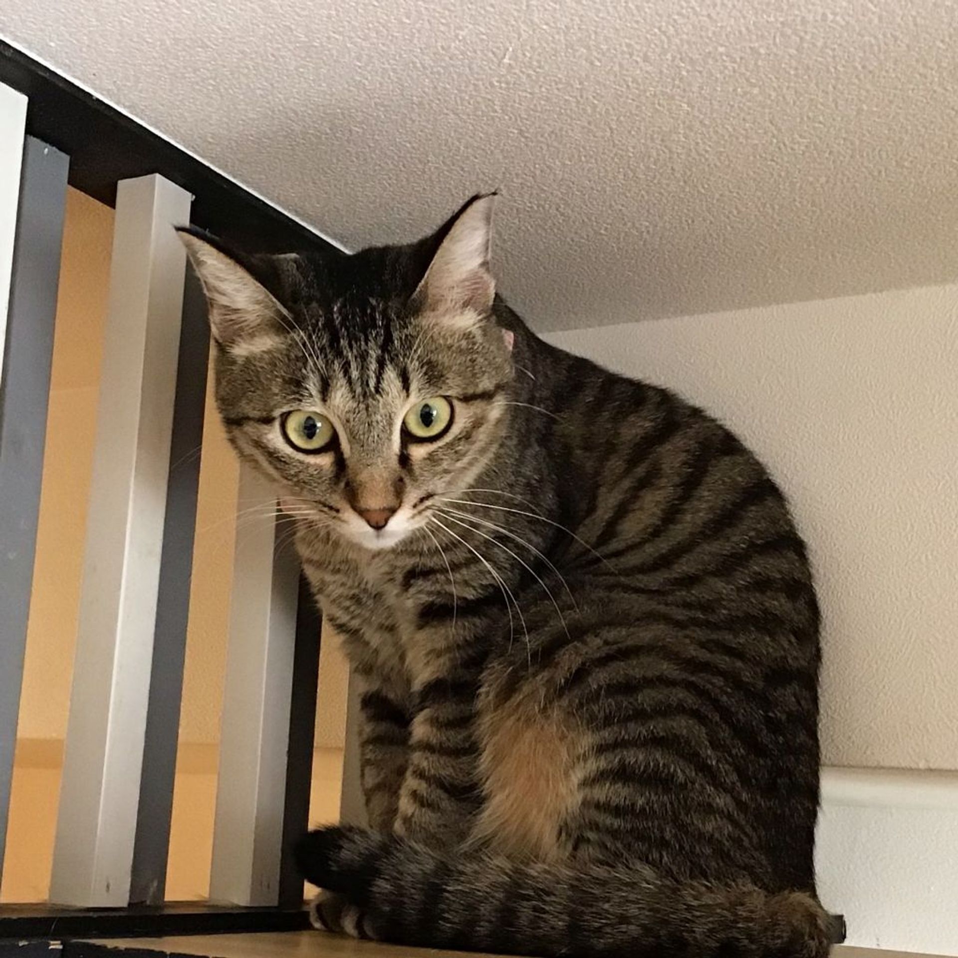雑種（ミックス猫）・メスの里親募集の写真