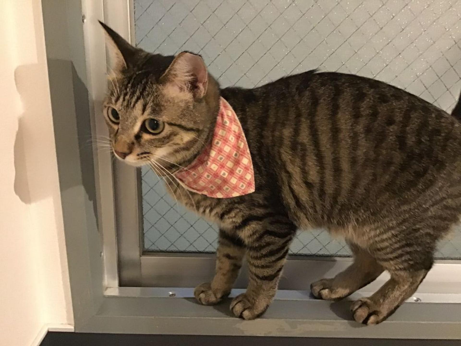pet-image-3