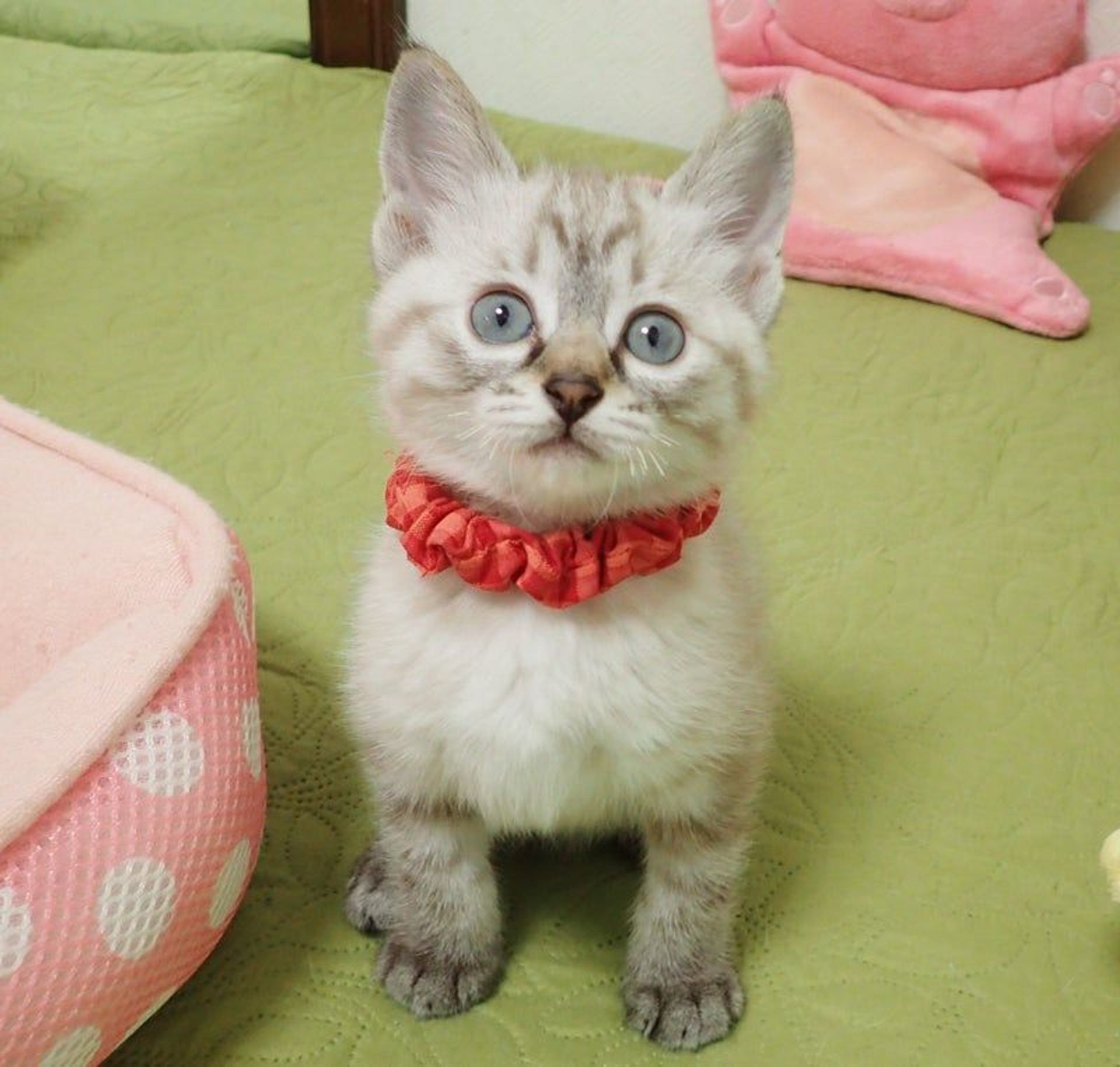 雑種（ミックス猫）・メスの里親募集の写真