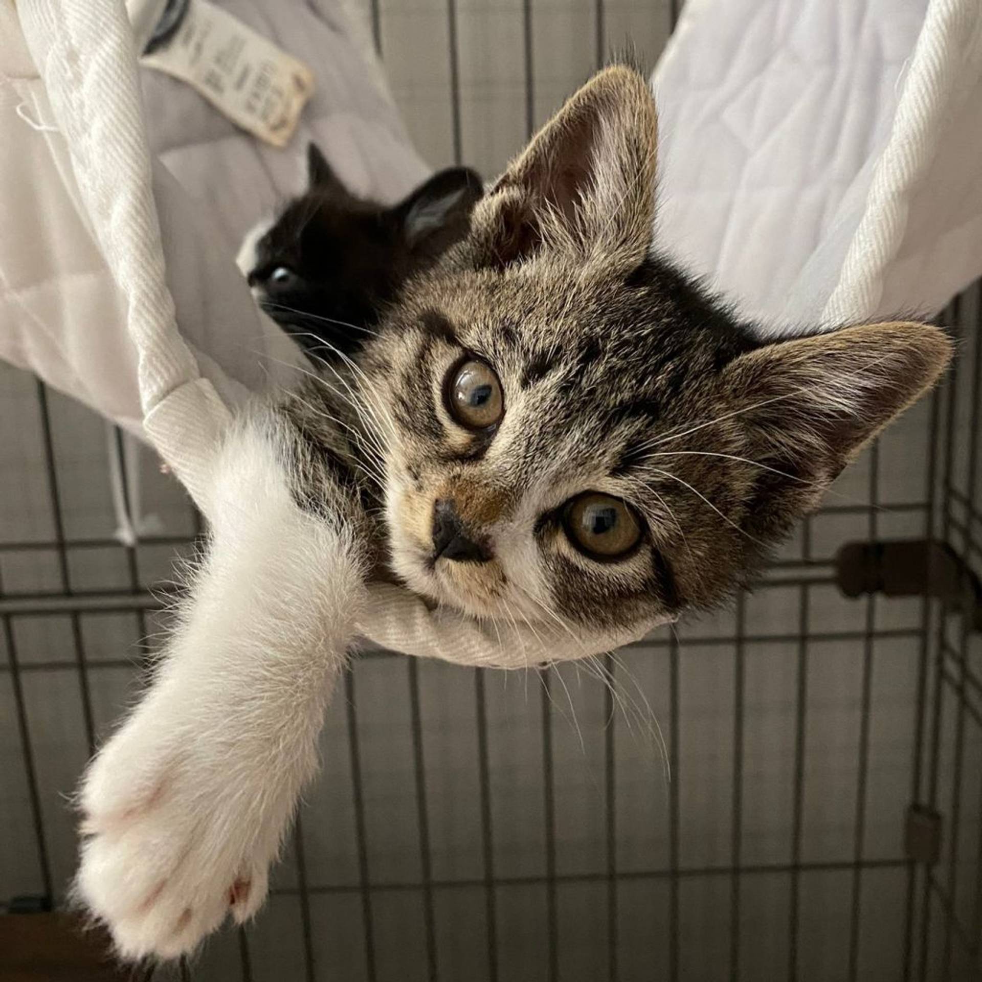 雑種（ミックス猫）・オスの里親募集の写真