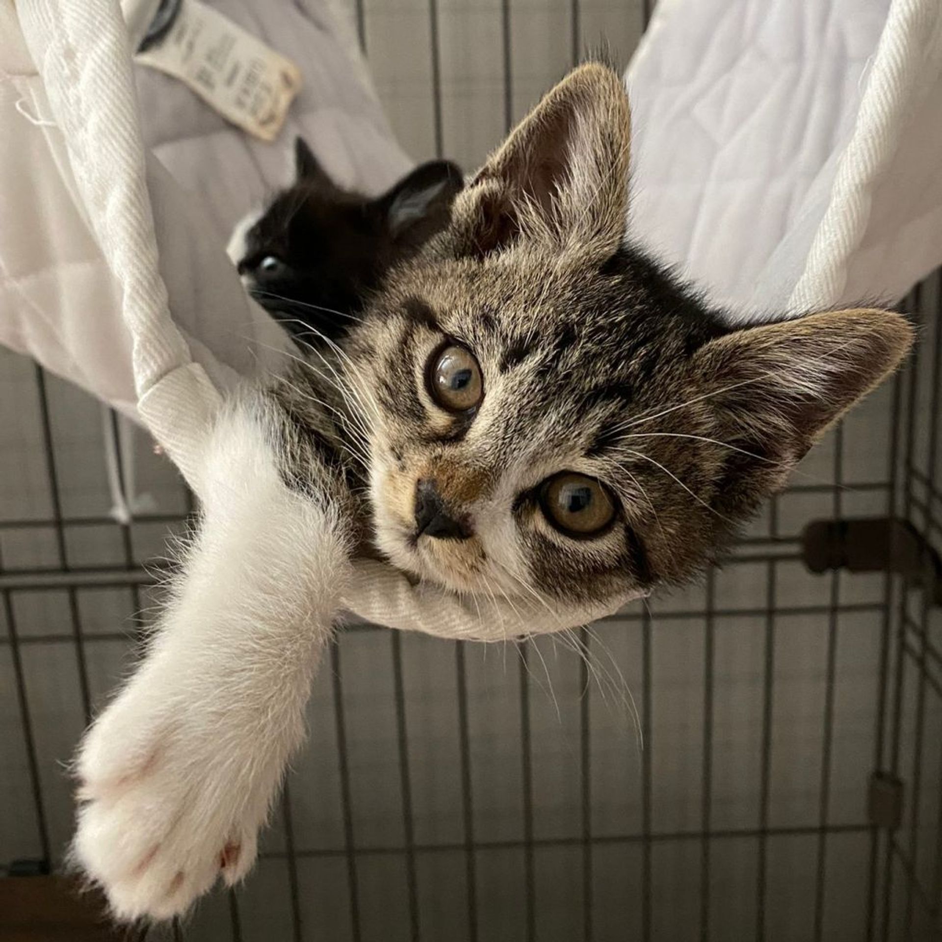 雑種（ミックス猫）・オスの里親募集の写真
