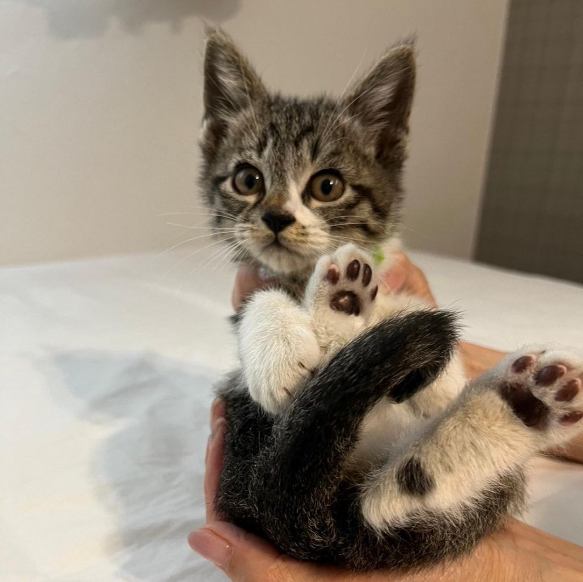 pet-image-3