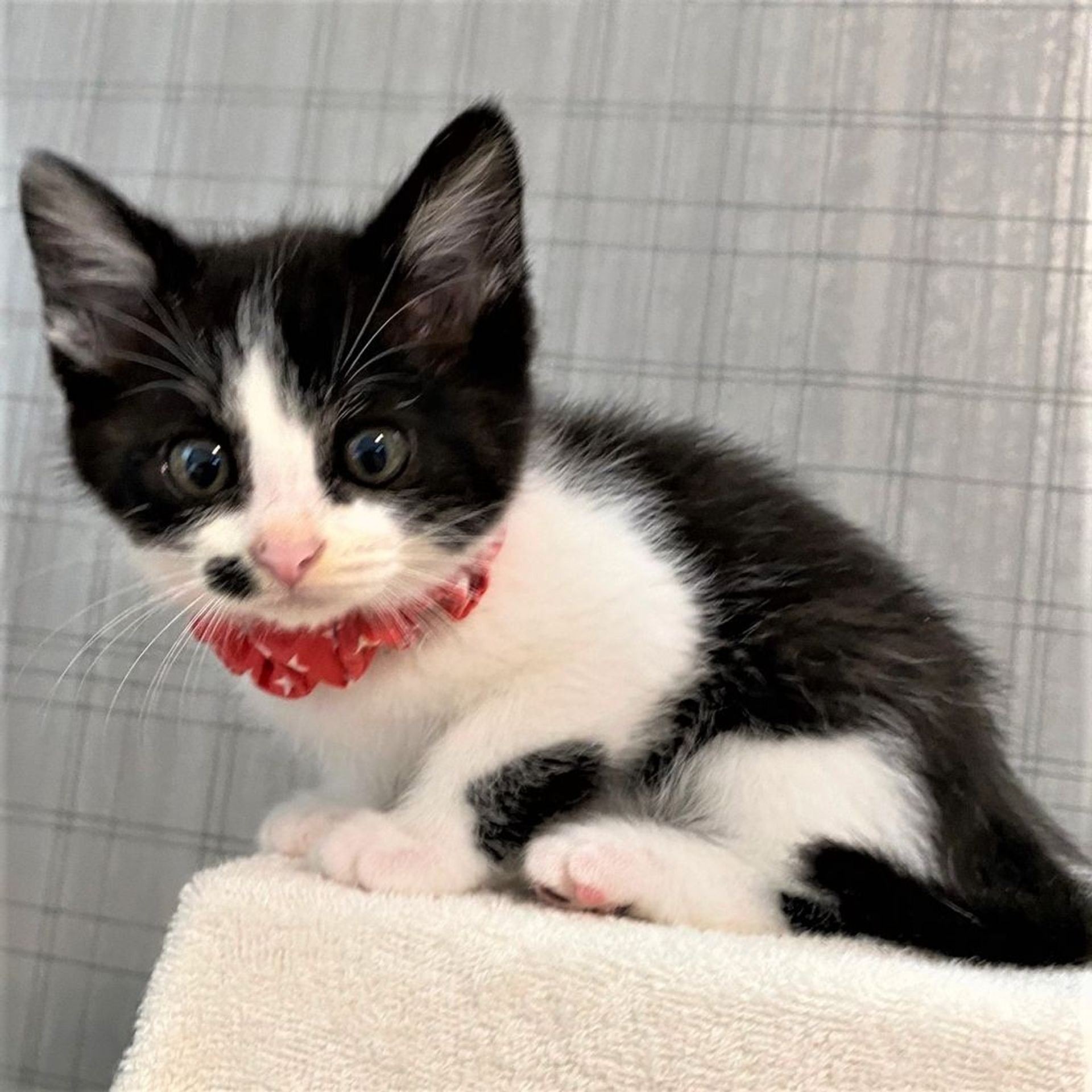 雑種（ミックス猫）・メスの里親募集の写真