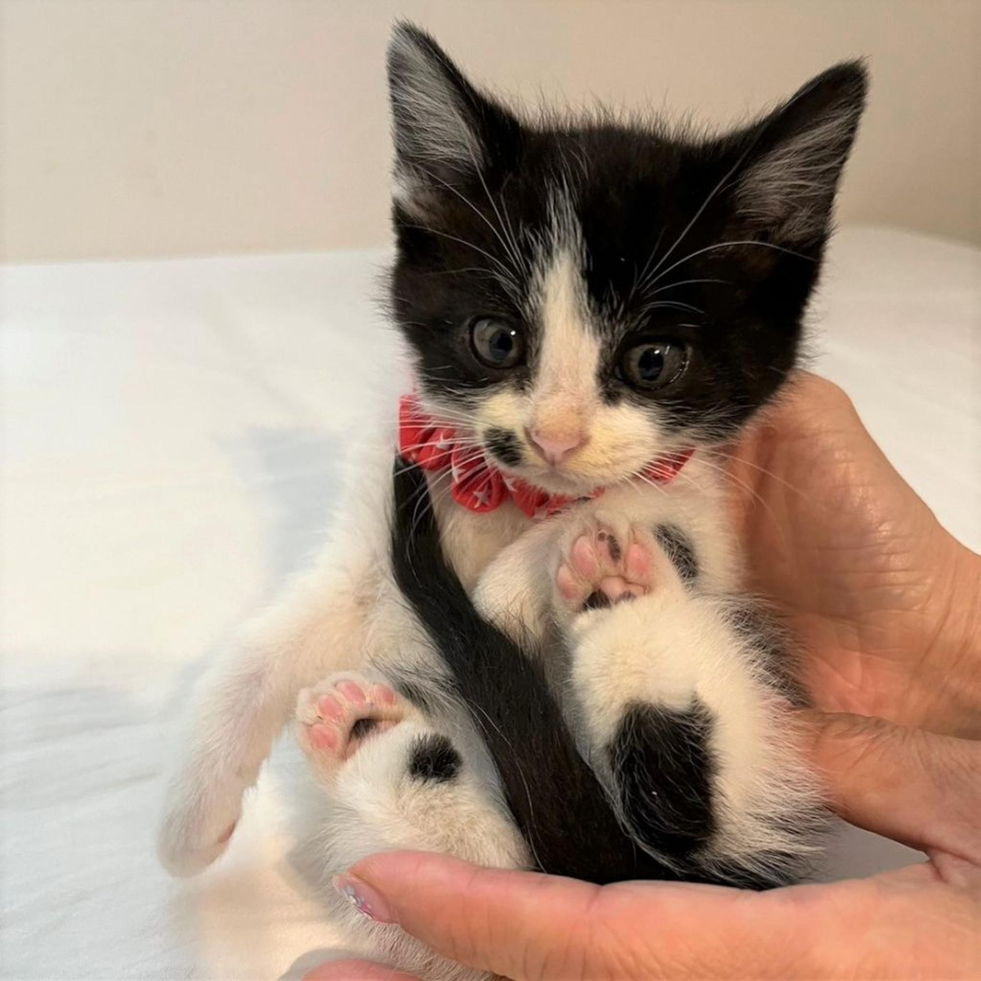 pet-image-4