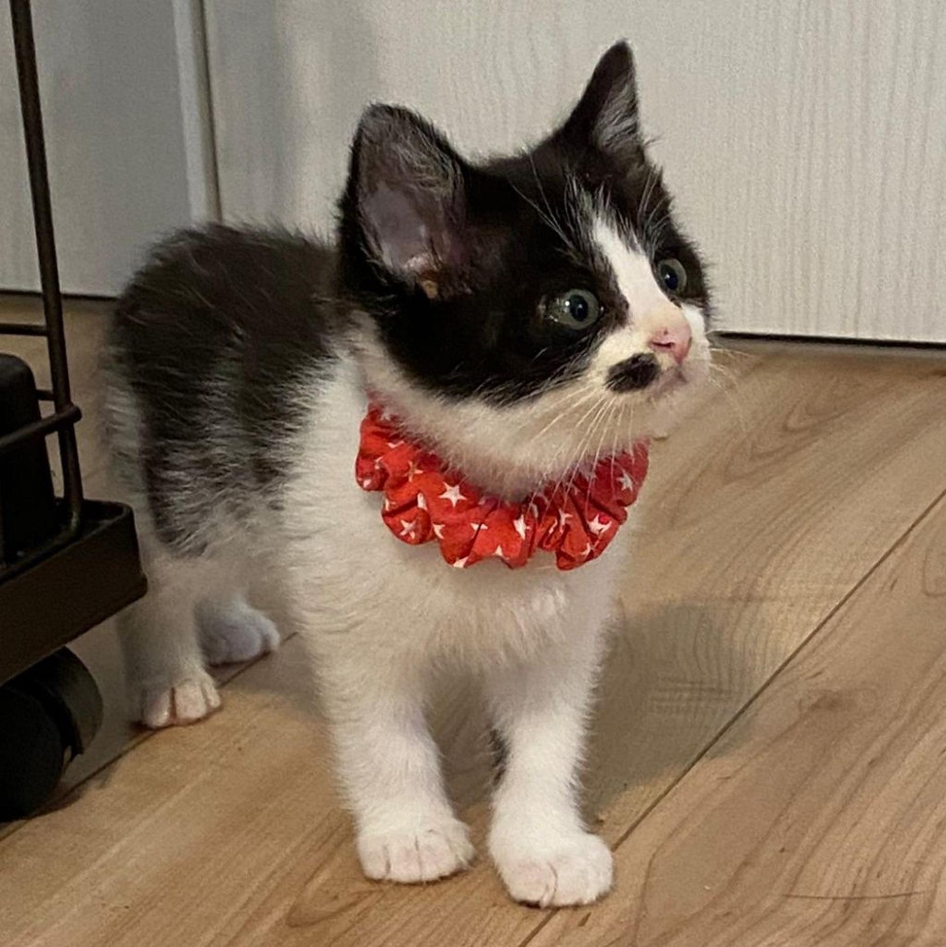 pet-image-5