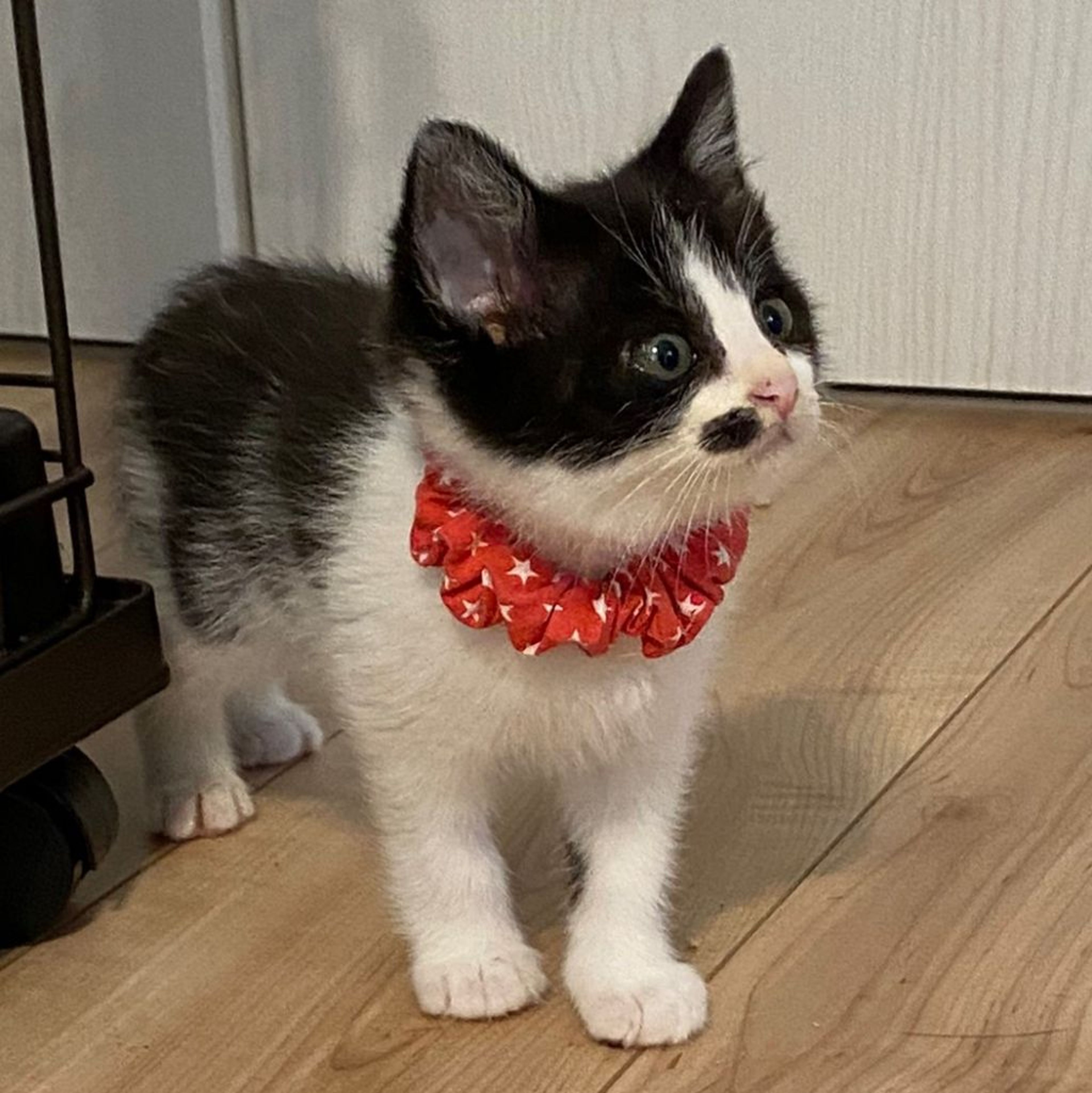 pet-image-5