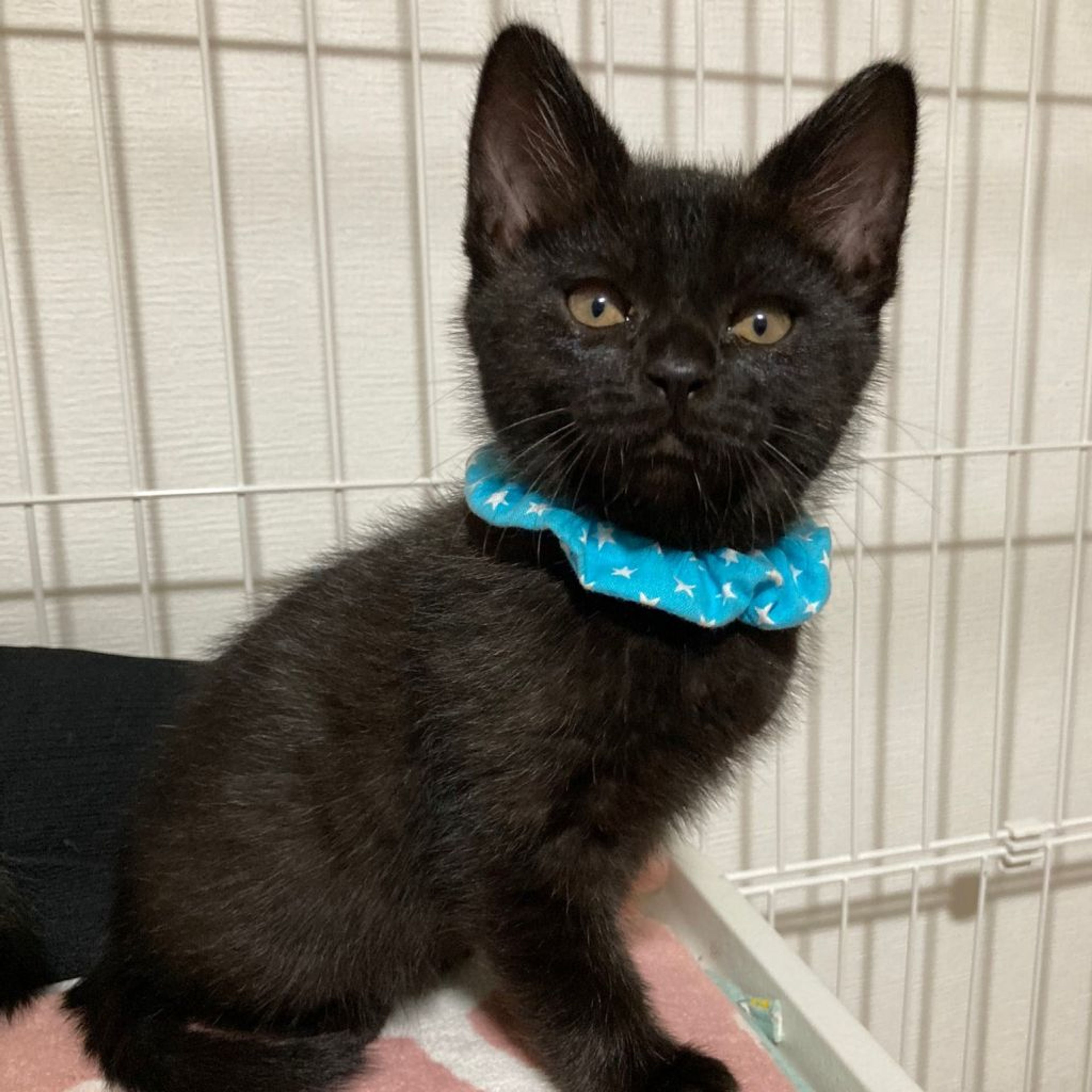 pet-image-9