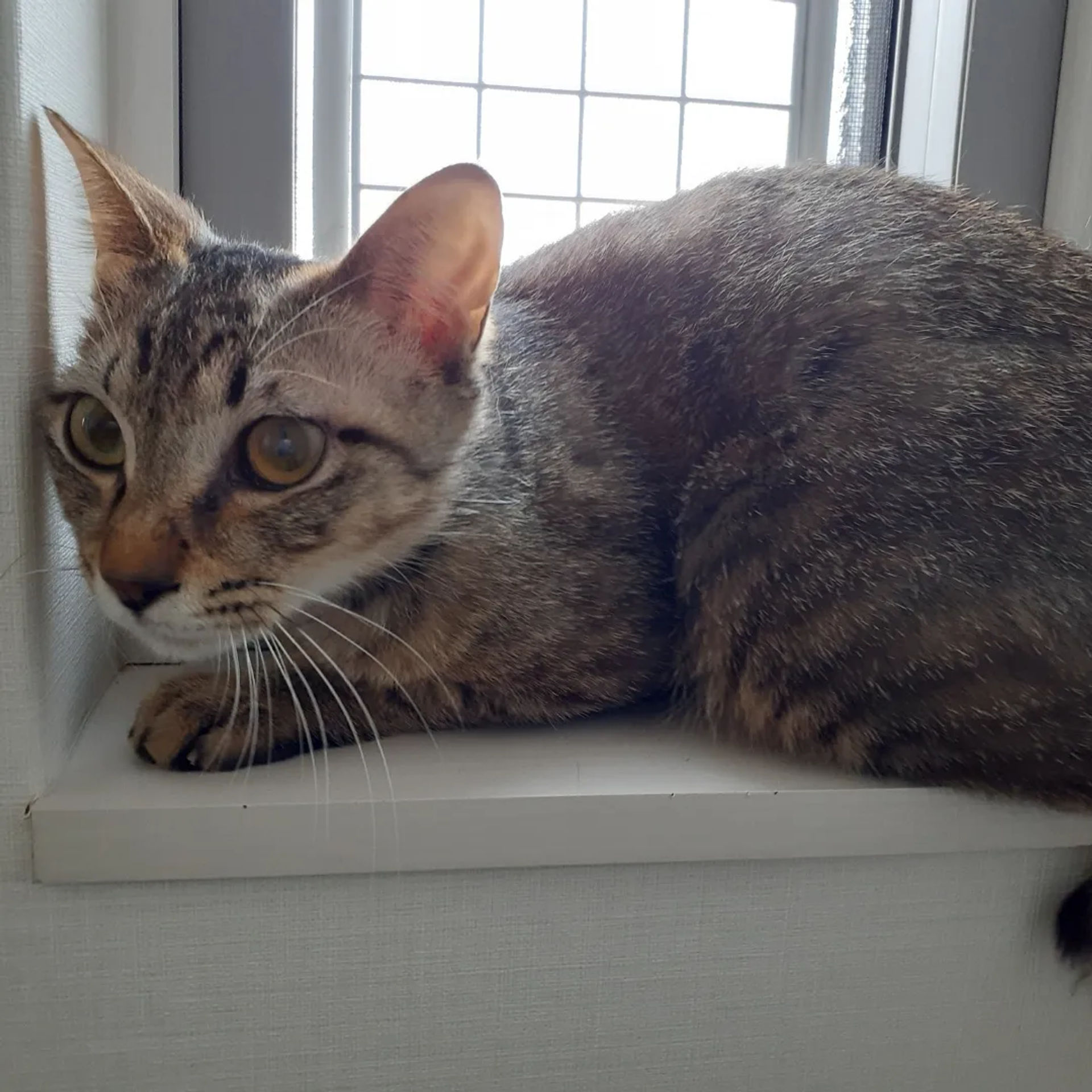 雑種（ミックス猫）・オスの里親募集の写真