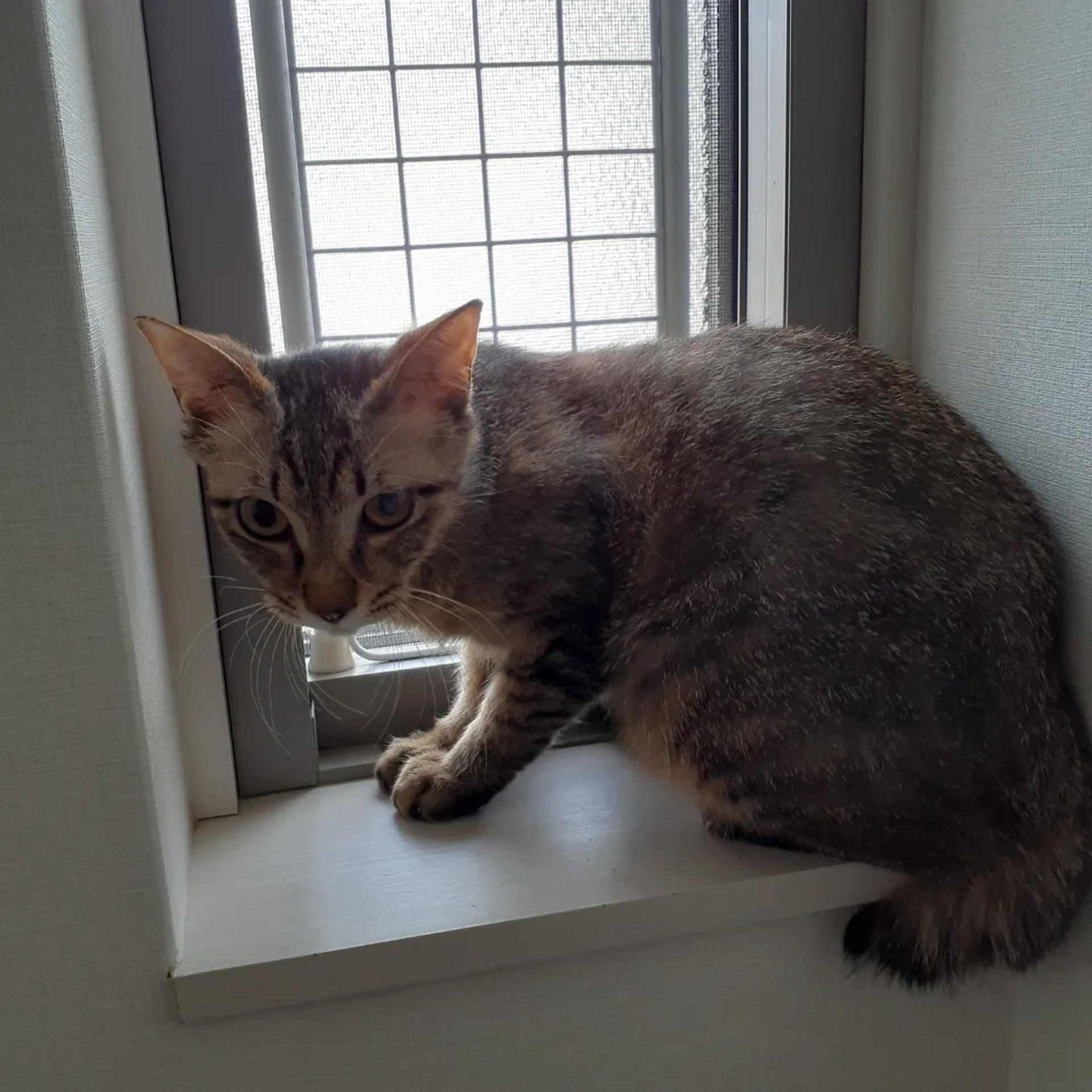 pet-image-3