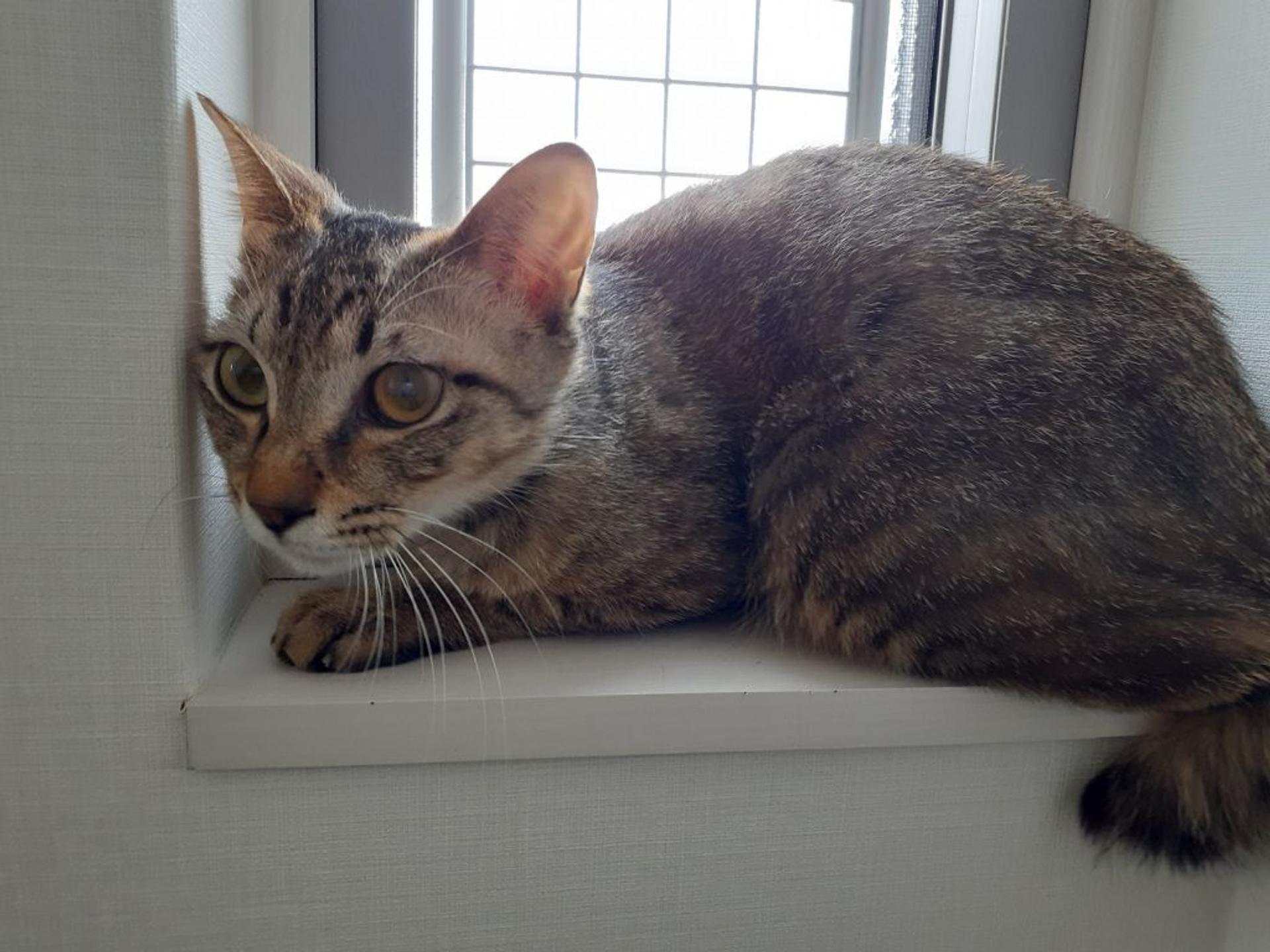 pet-image-2