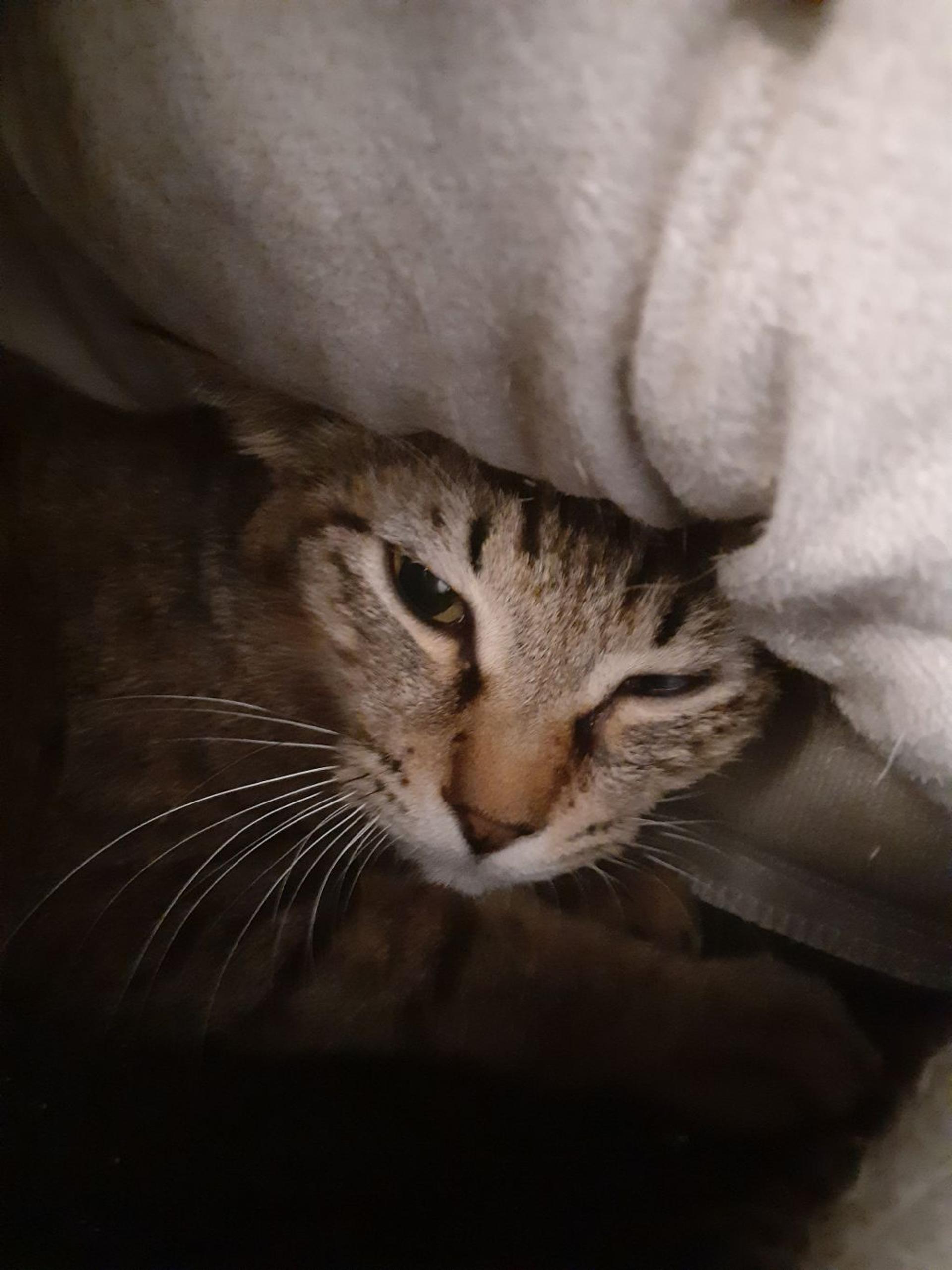 pet-image-4