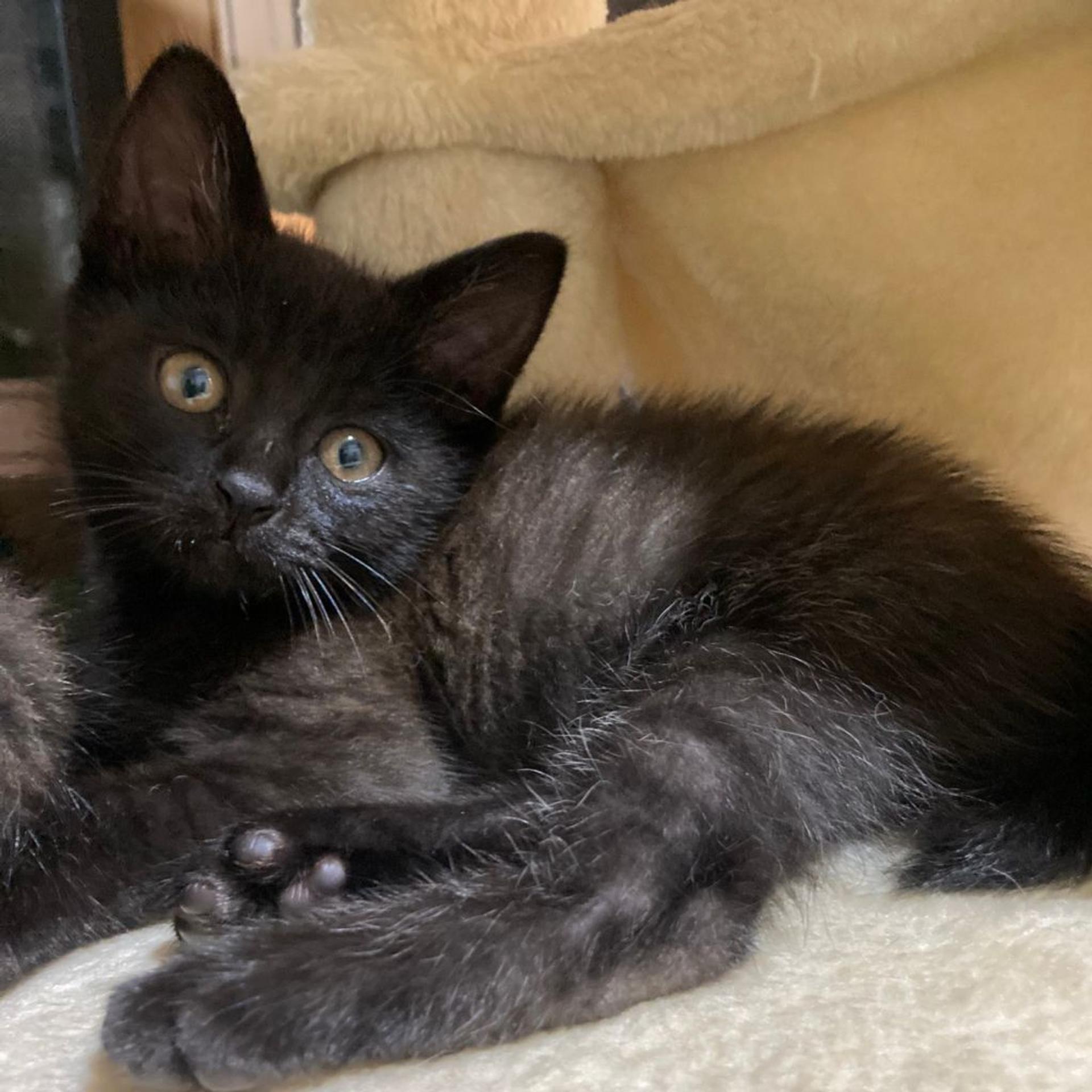 pet-image-8