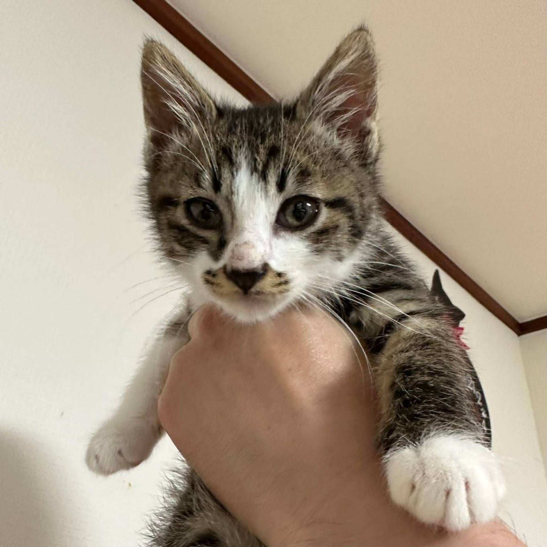 雑種（ミックス猫）・オスの里親募集の写真