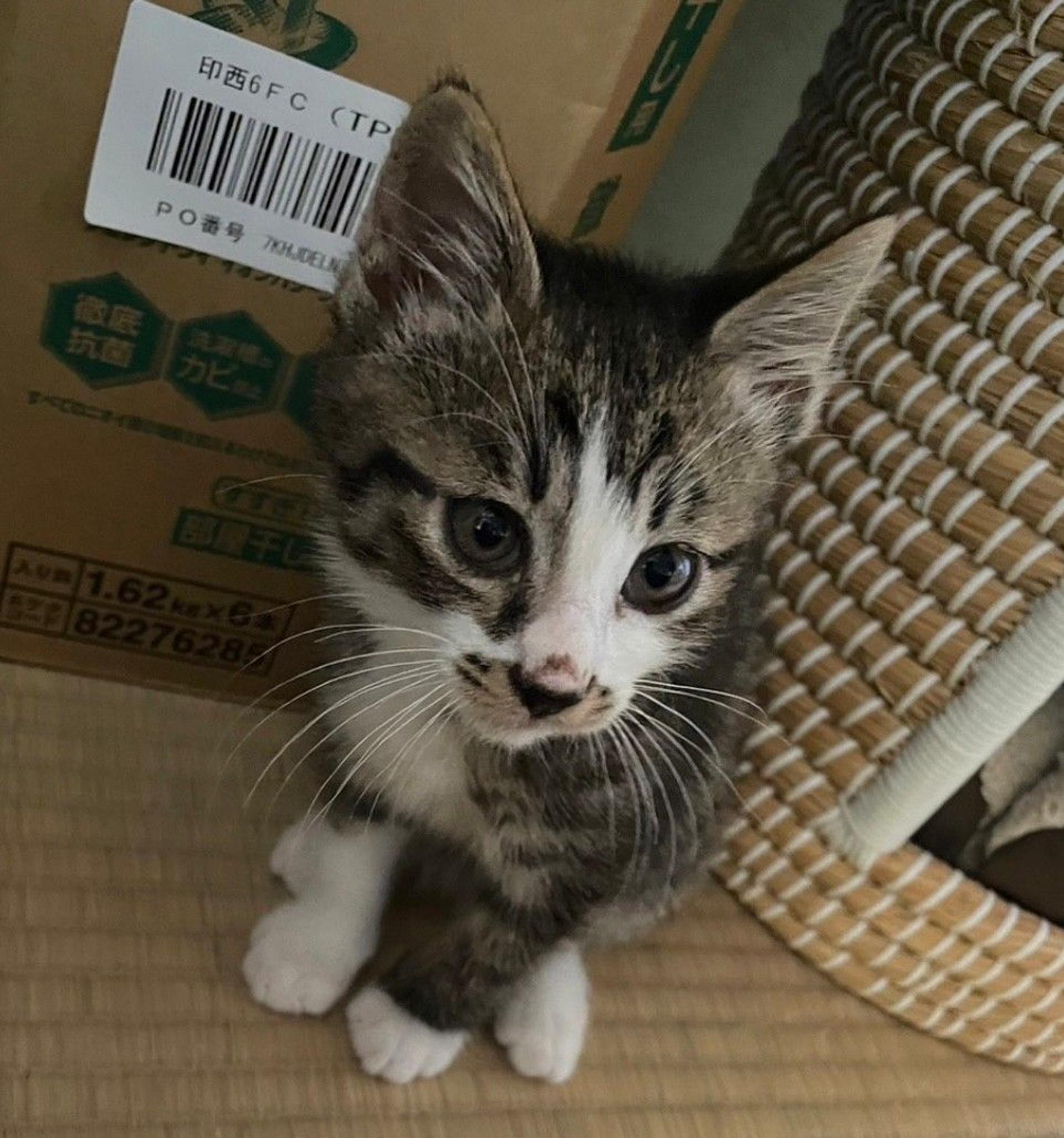 pet-image-3