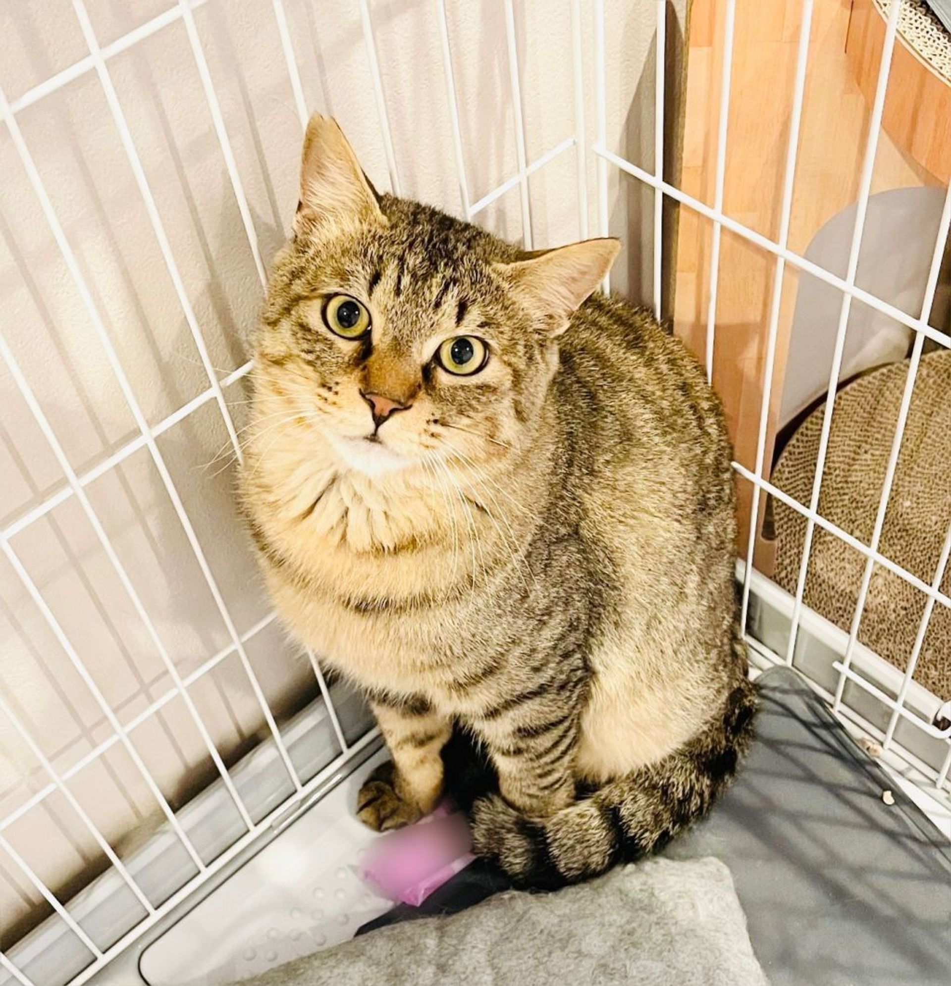雑種（ミックス猫）・オスの里親募集の写真