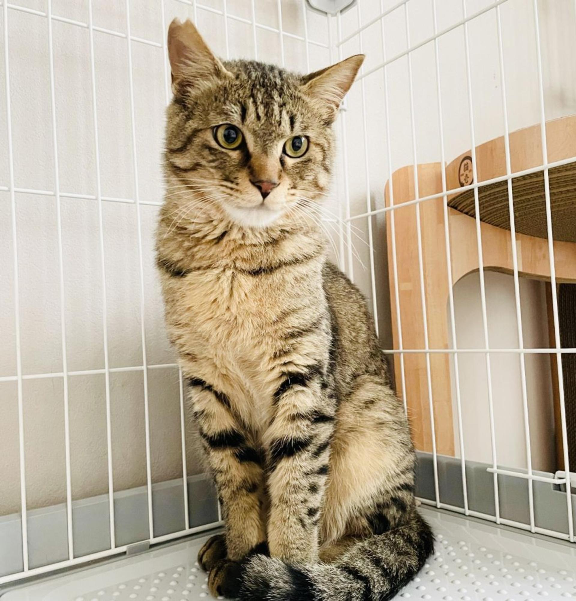 pet-image-3