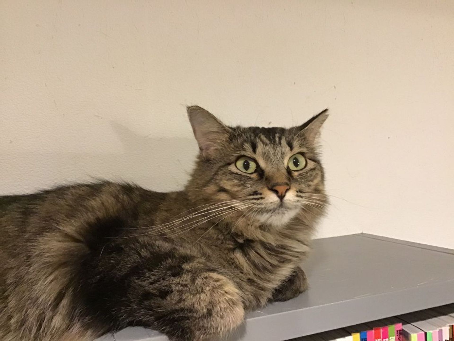 雑種（ミックス猫）・メスの里親募集の写真