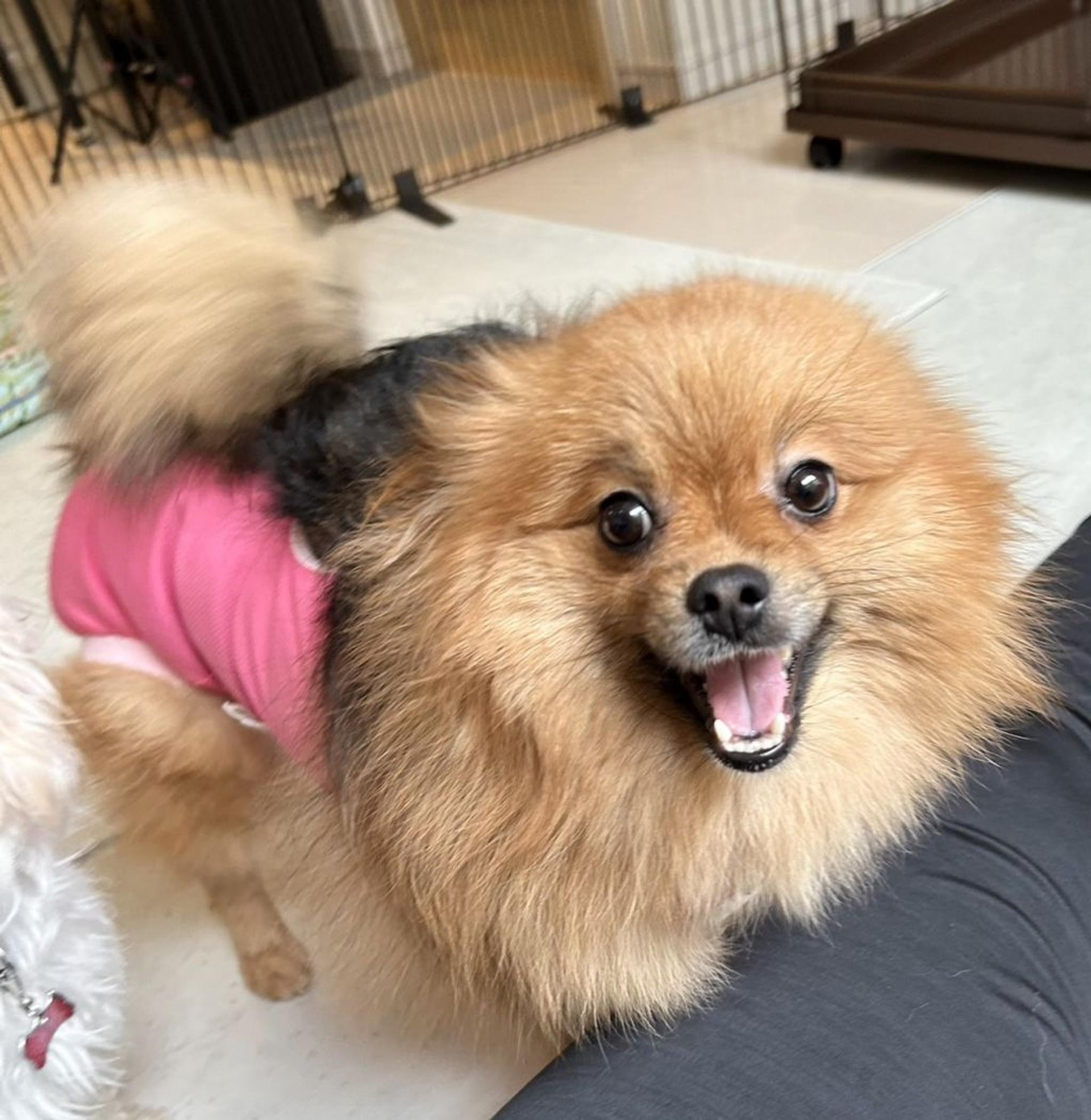 pet-image-2
