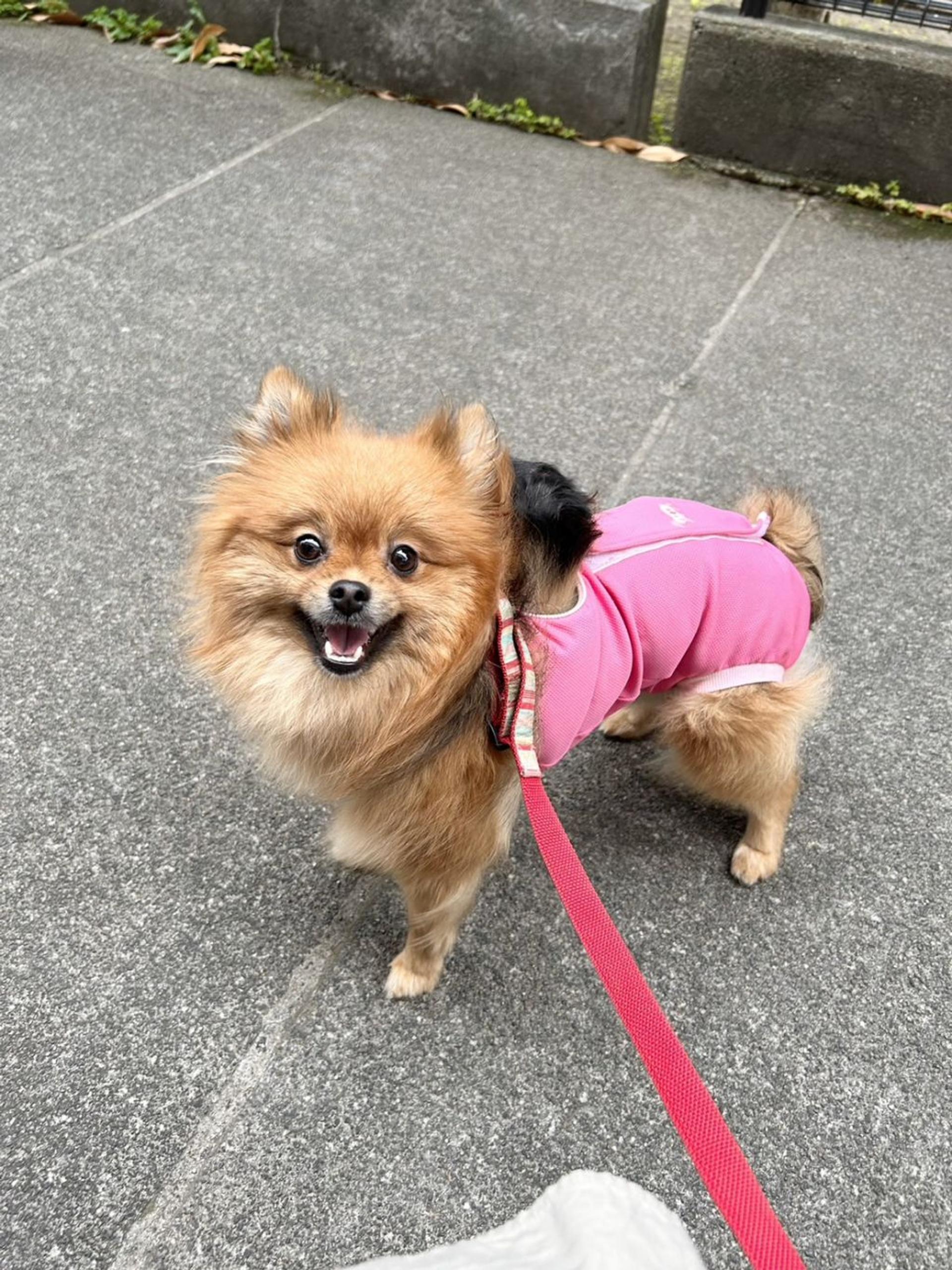 pet-image-4