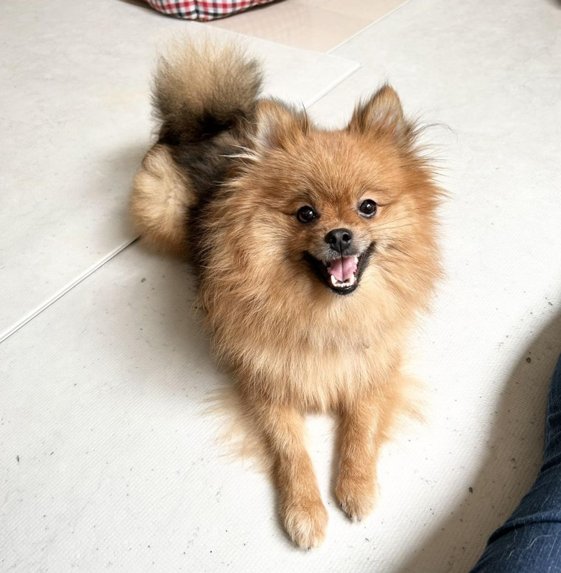 pet-image-6
