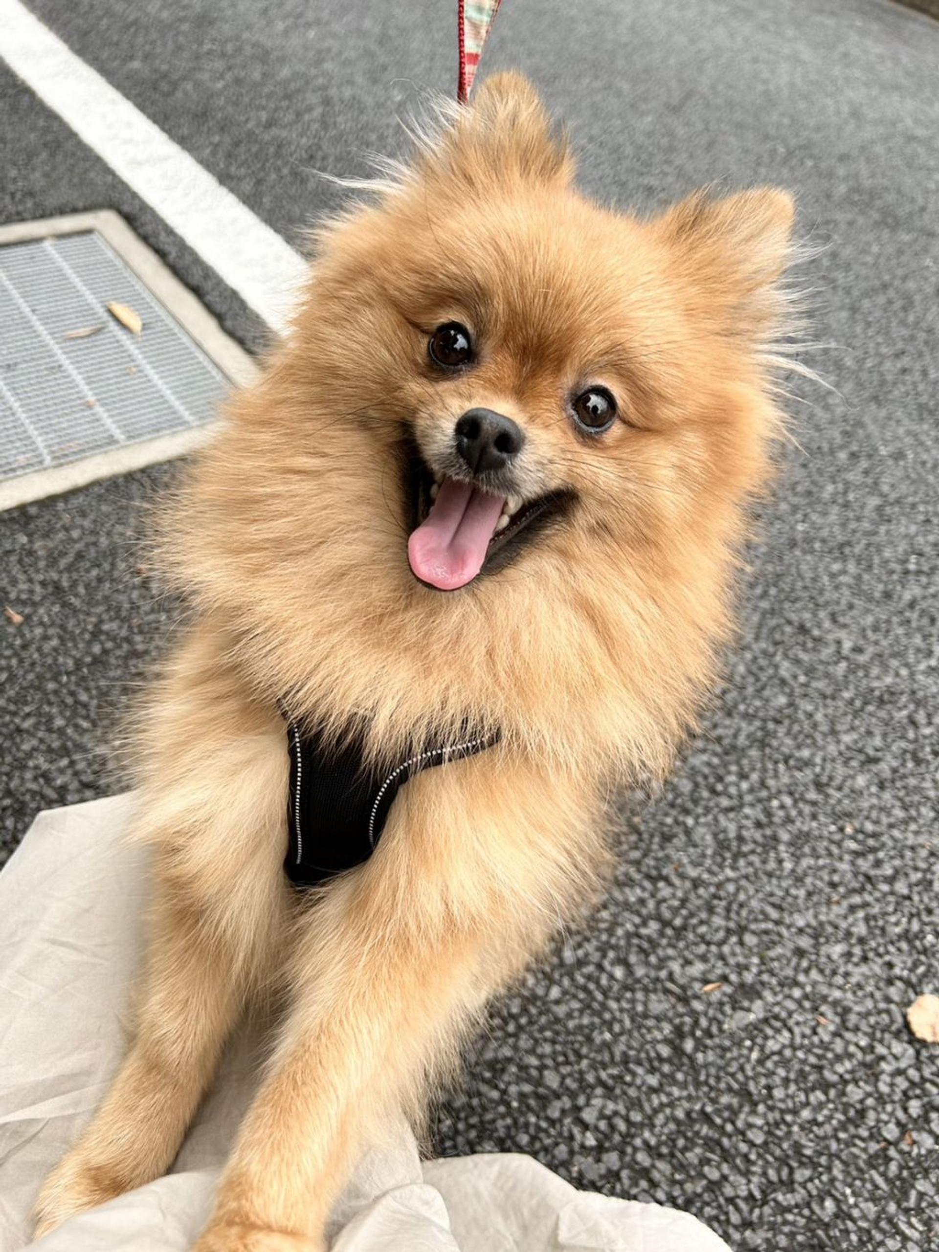 pet-image-7