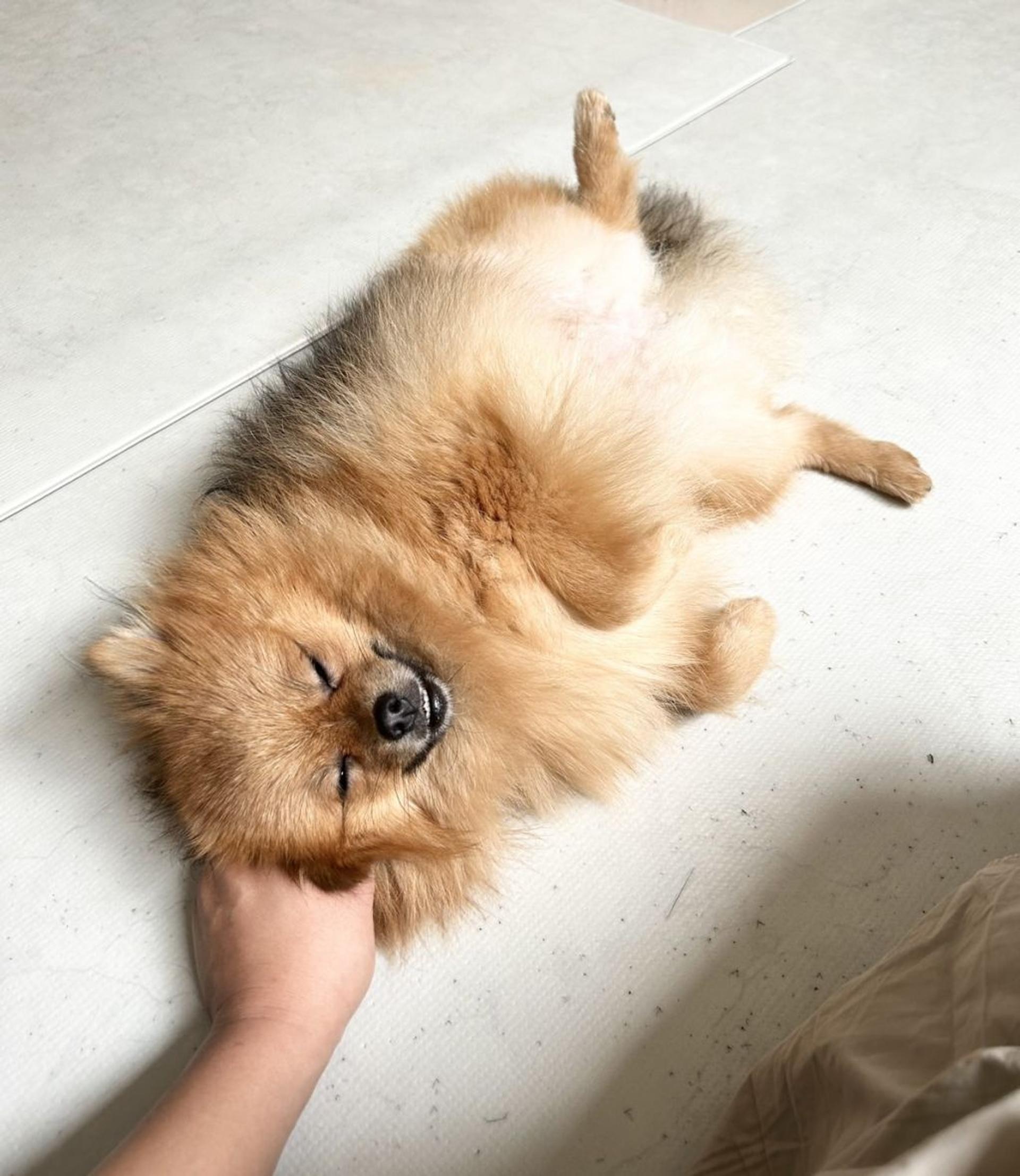 pet-image-8